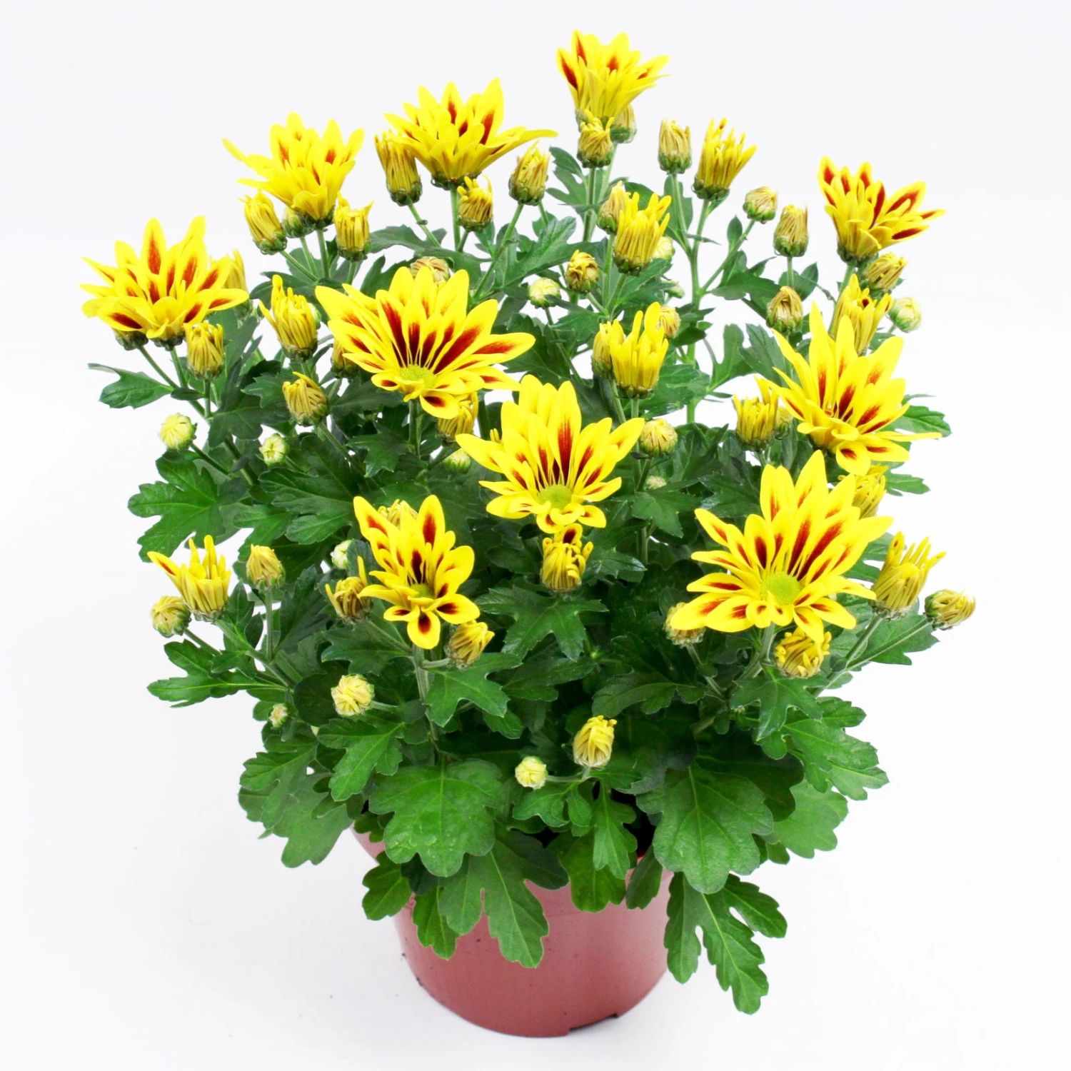 Chrysanthemen 'Rainbow Lake Worth' Gelb-rot Gestreift, Topf-Ø 14 Cm, 4er-Set - Image 10