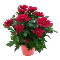 Chrysanthemen 'Chrysanne® Grandezza Red', Rot, Topf-Ø 13 Cm, 6er-Set