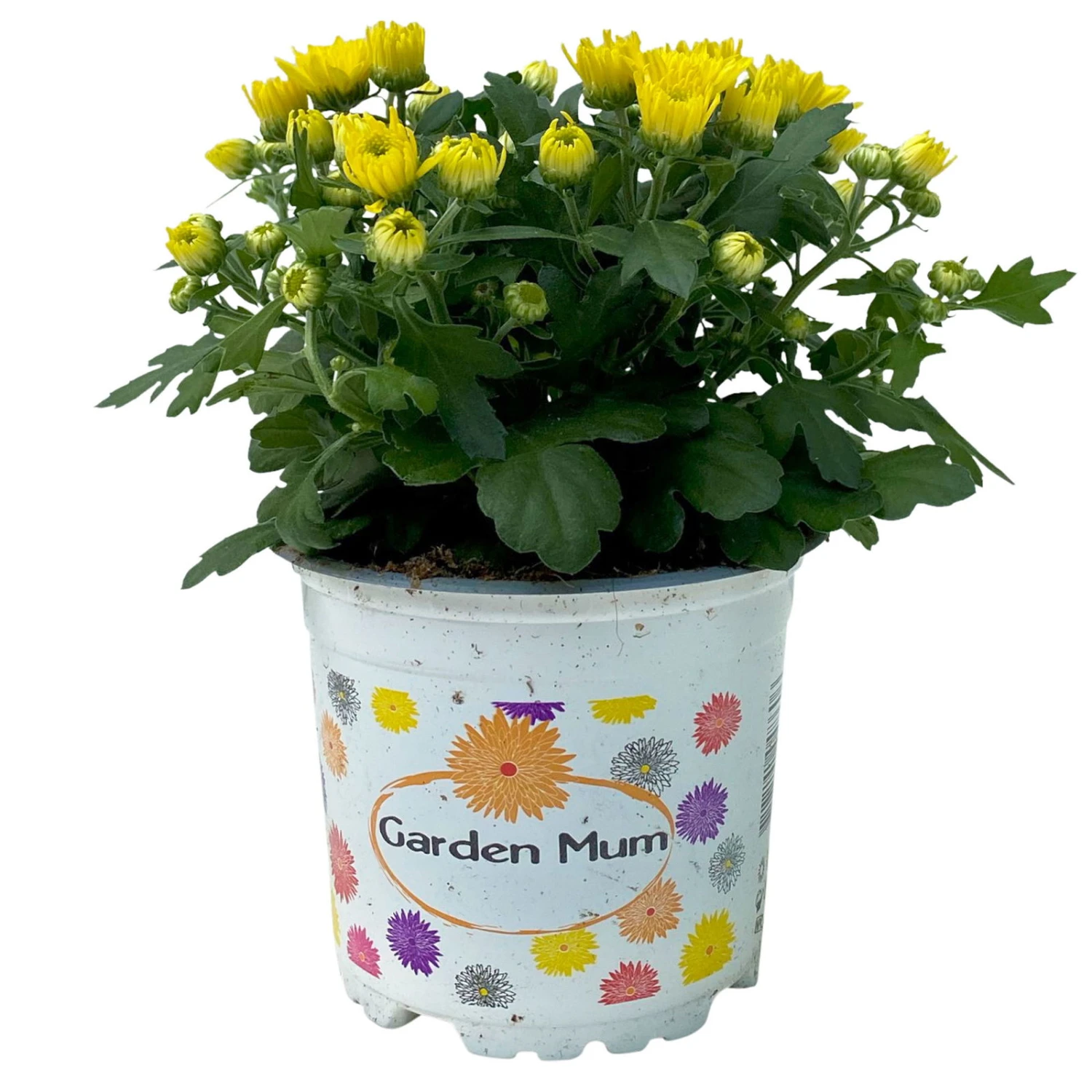 Chrysanthemen Gelb, Topf-Ø 10,5 Cm, 8er-Set