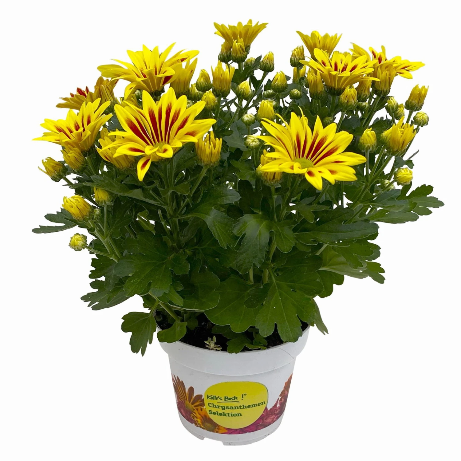 Chrysanthemen 'Rainbow Lake Worth' Gelb-rot Gestreift, Topf-Ø 14 Cm, 4er-Set - Image 2