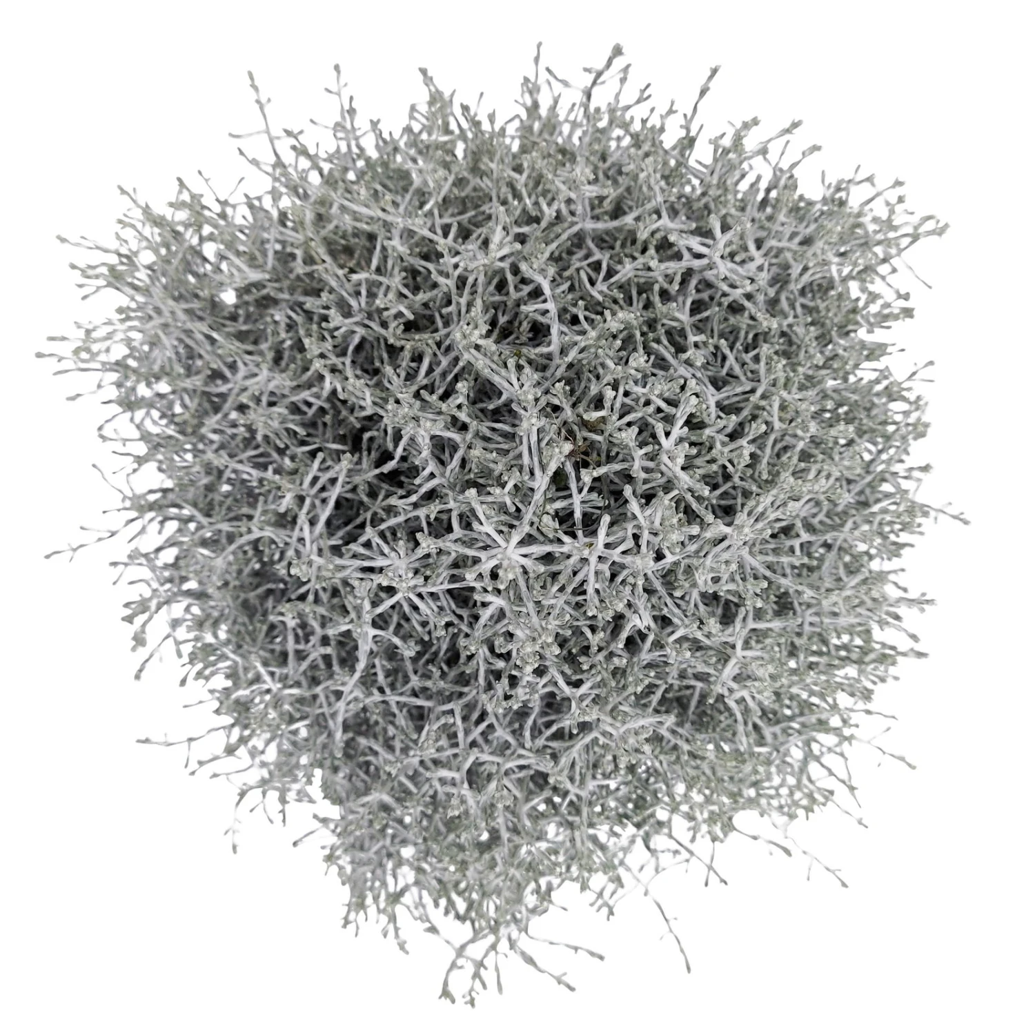 Calocephalus Silber-grau, Topf-Ă 12/13 Cm, 6er-Set - Image 4