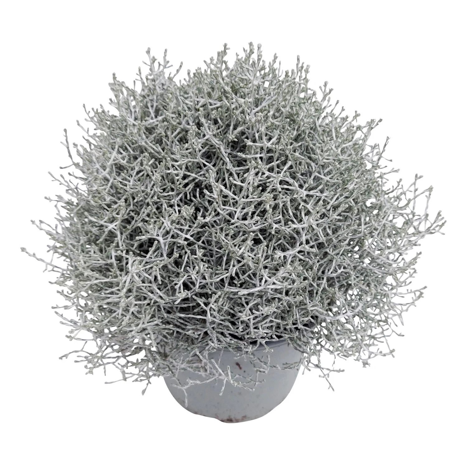 Calocephalus Silber-grau, Topf-Ă 12/13 Cm, 6er-Set