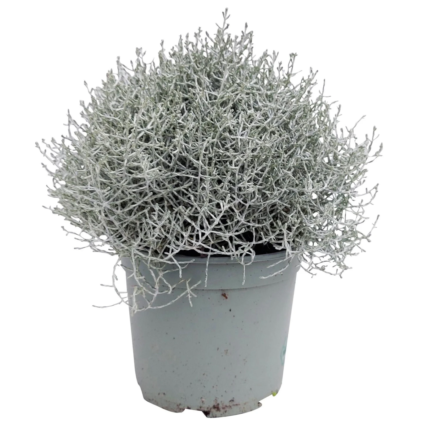 Calocephalus Silber-grau, Topf-Ă 12/13 Cm, 6er-Set - Image 3