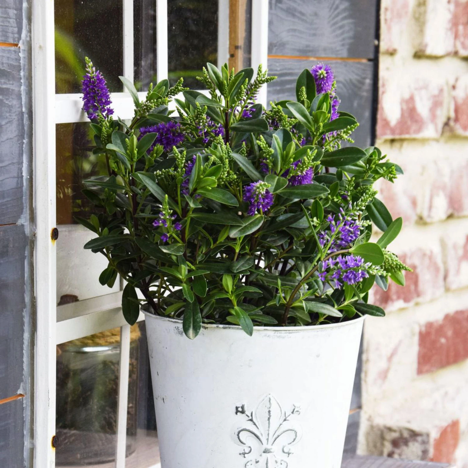 Hebe 'All Blooms®' Blau, Topf-Ø 12 Cm, 6er-Set - Image 5