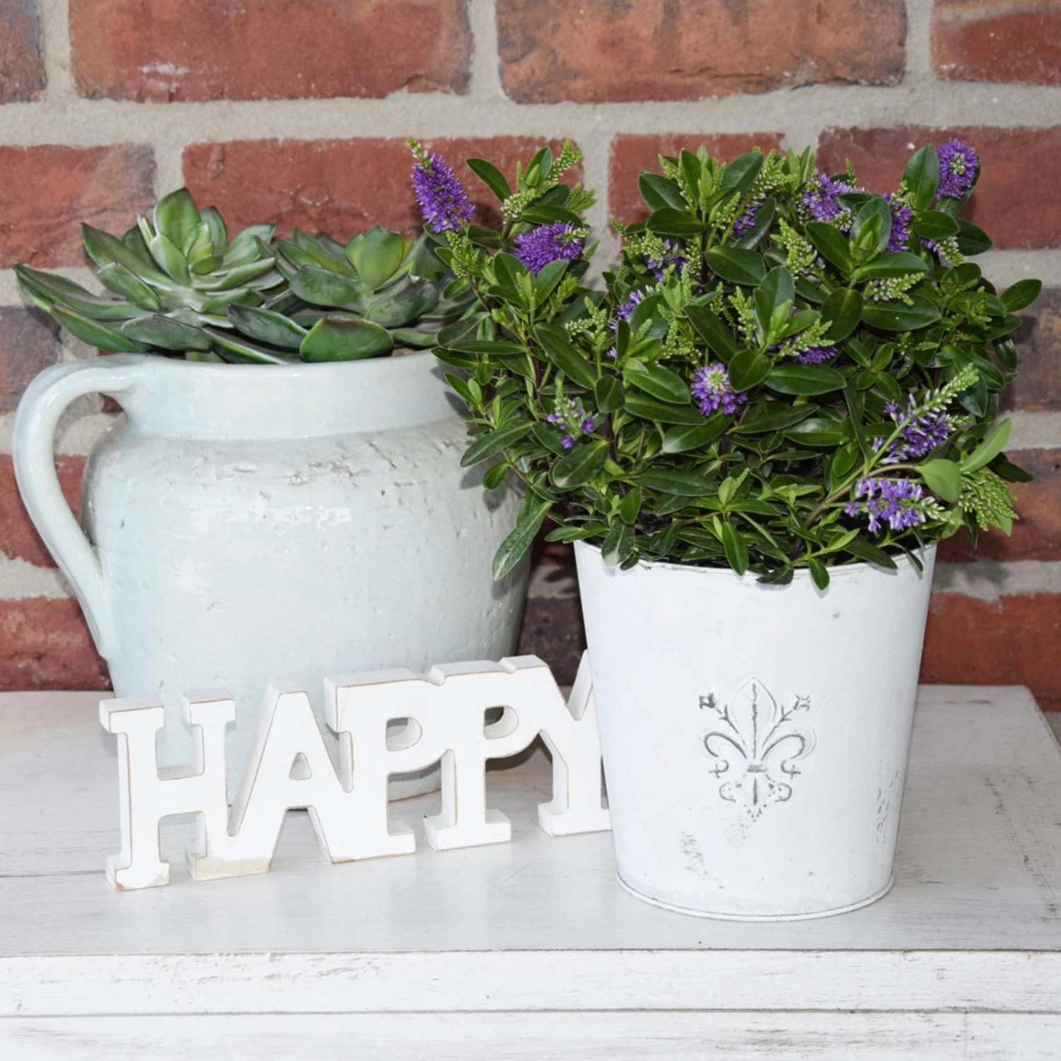 Hebe 'All Blooms®' Blau, Topf-Ø 12 Cm, 6er-Set - Image 6