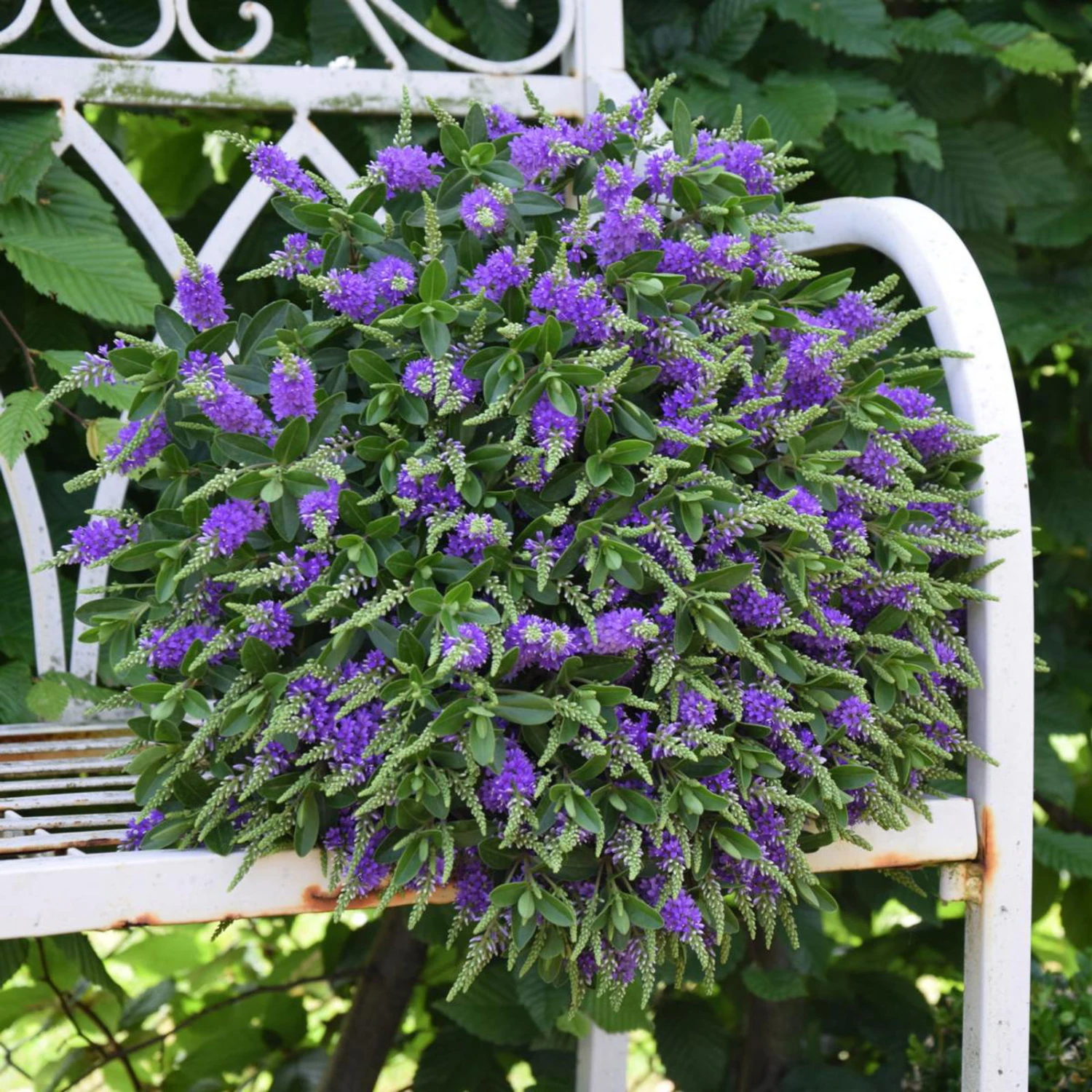 Hebe 'All Blooms®' Blau, Topf-Ø 12 Cm, 6er-Set - Image 7