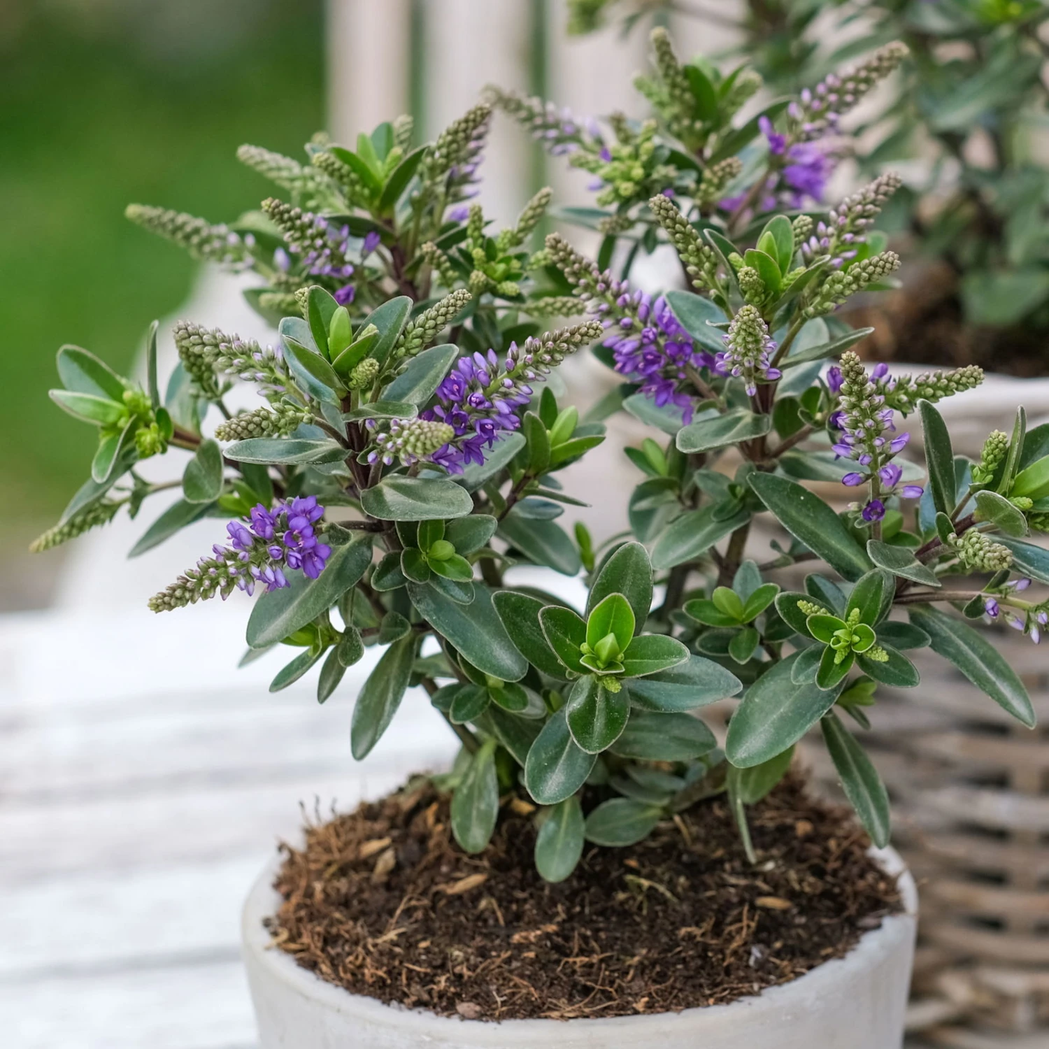 Hebe 'All Blooms®' Blau, Topf-Ø 12 Cm, 6er-Set - Image 10