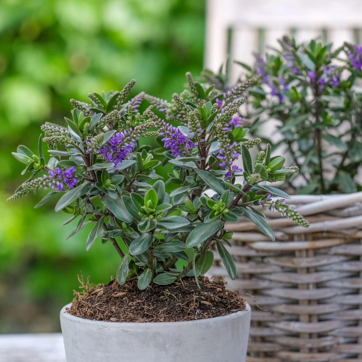 Hebe 'All Blooms®' Blau, Topf-Ø 12 Cm, 6er-Set - Image 9