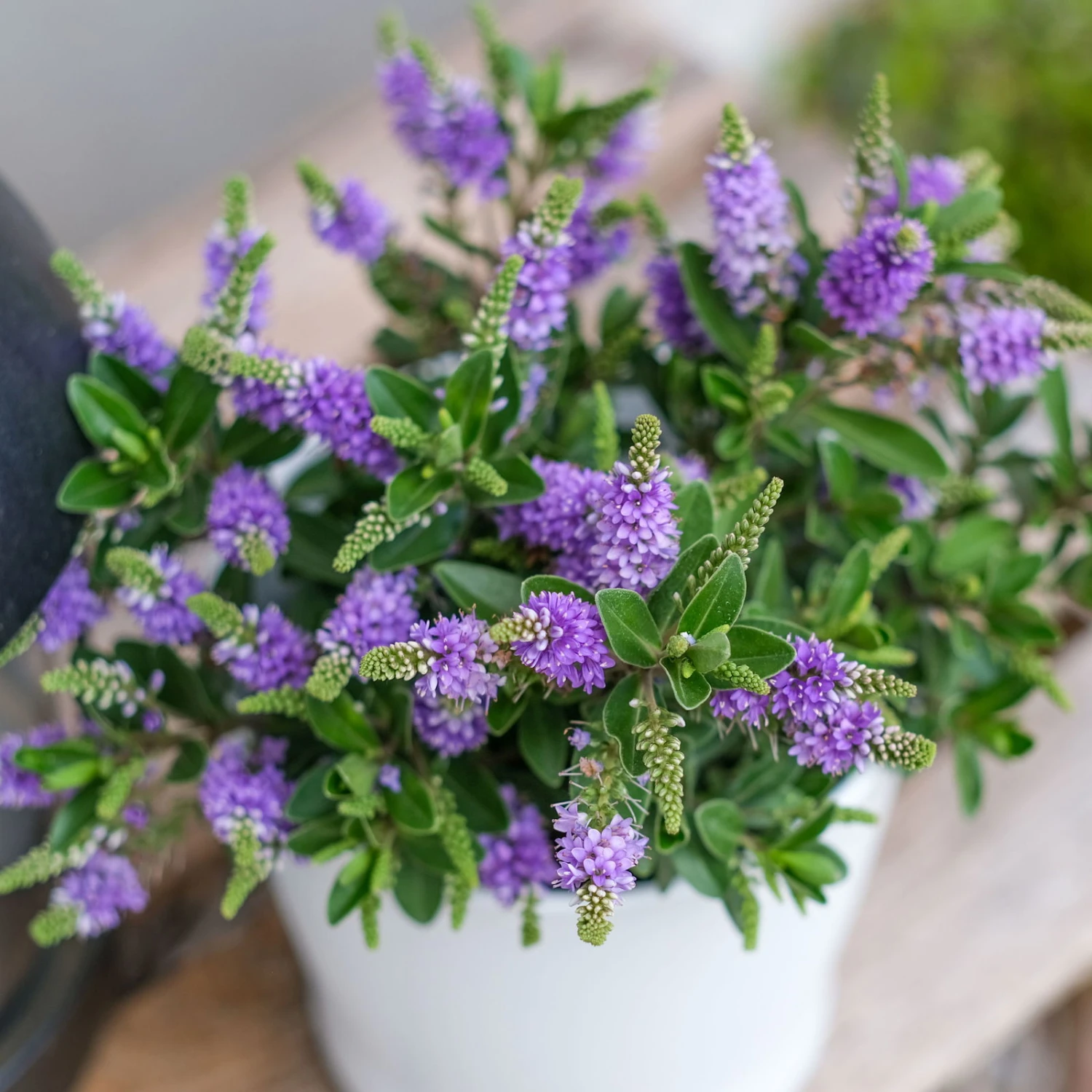 Hebe 'All Blooms®' Blau, Topf-Ø 12 Cm, 6er-Set - Image 3