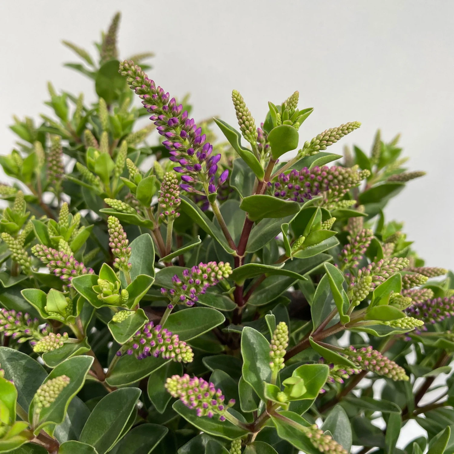 Hebe 'All Blooms®' Blau, Topf-Ø 12 Cm, 6er-Set - Image 2