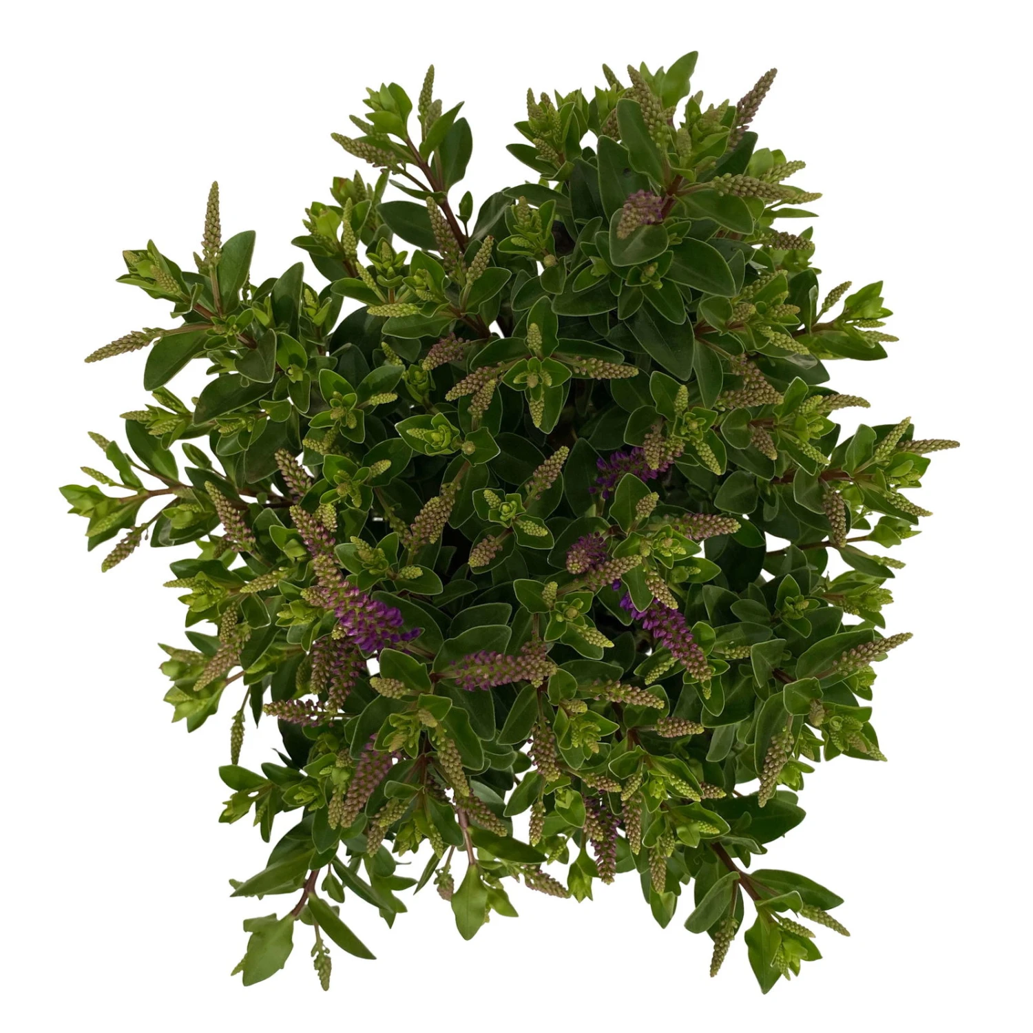 Hebe 'All Blooms®' Blau, Topf-Ø 12 Cm, 6er-Set - Image 16