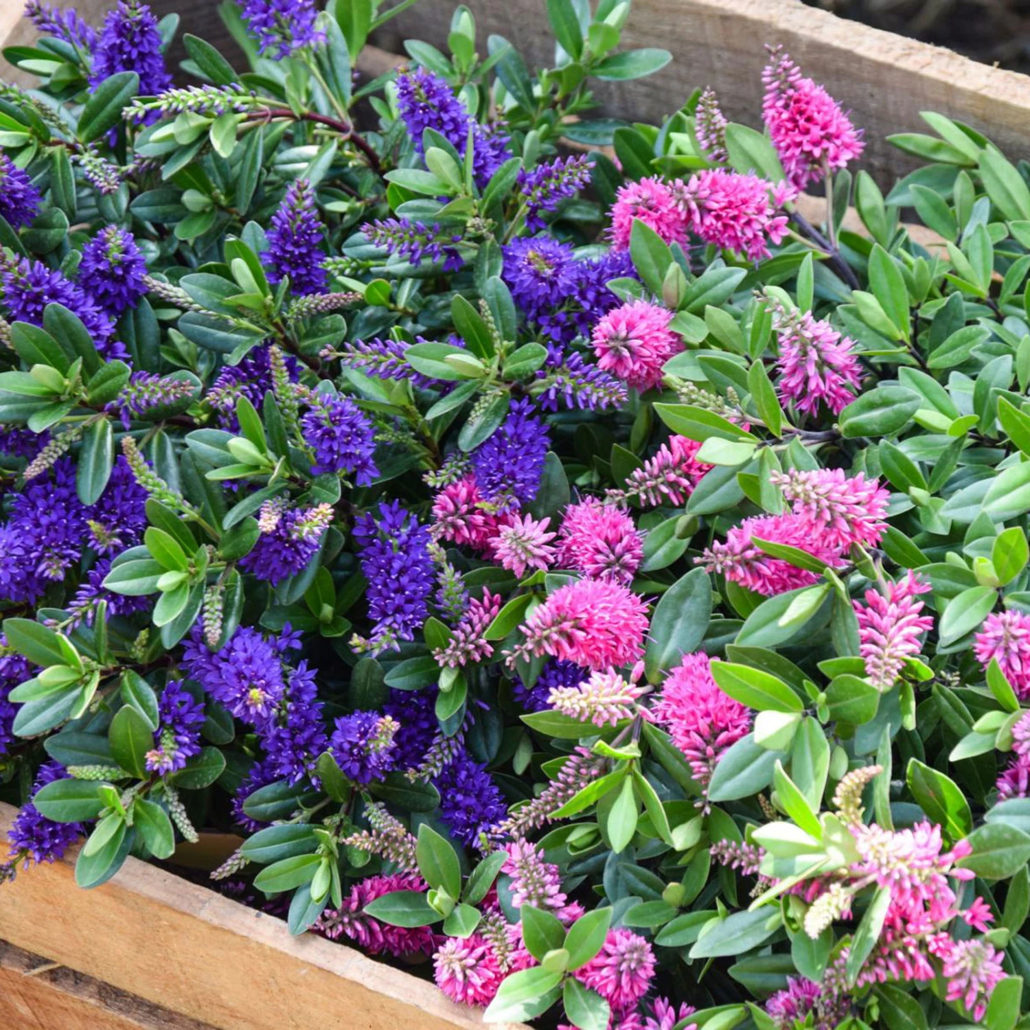 Hebe 'All Blooms®' Blau, Topf-Ø 12 Cm, 6er-Set - Image 4