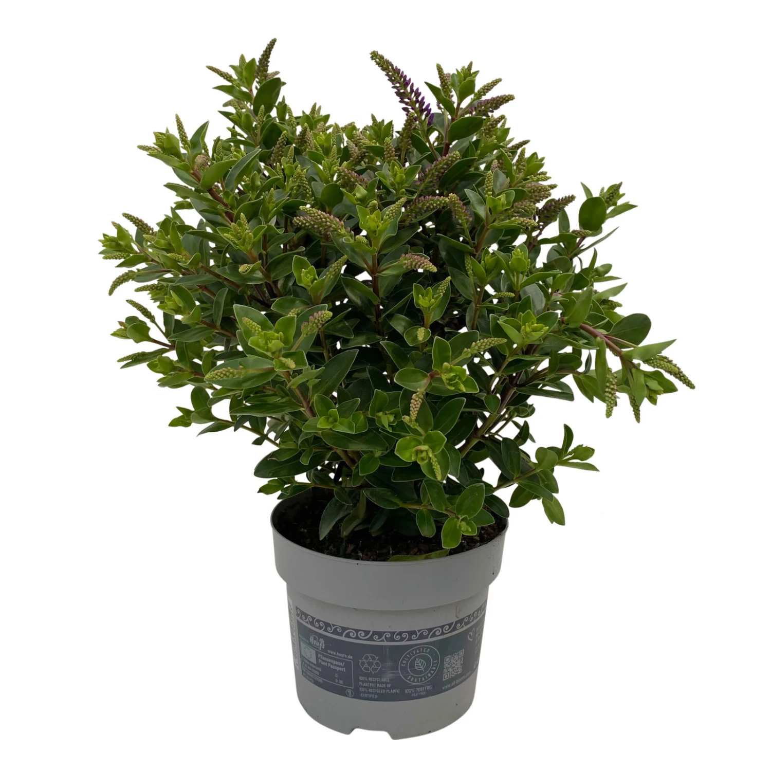 Hebe 'All Blooms®' Blau, Topf-Ø 12 Cm, 6er-Set - Image 14