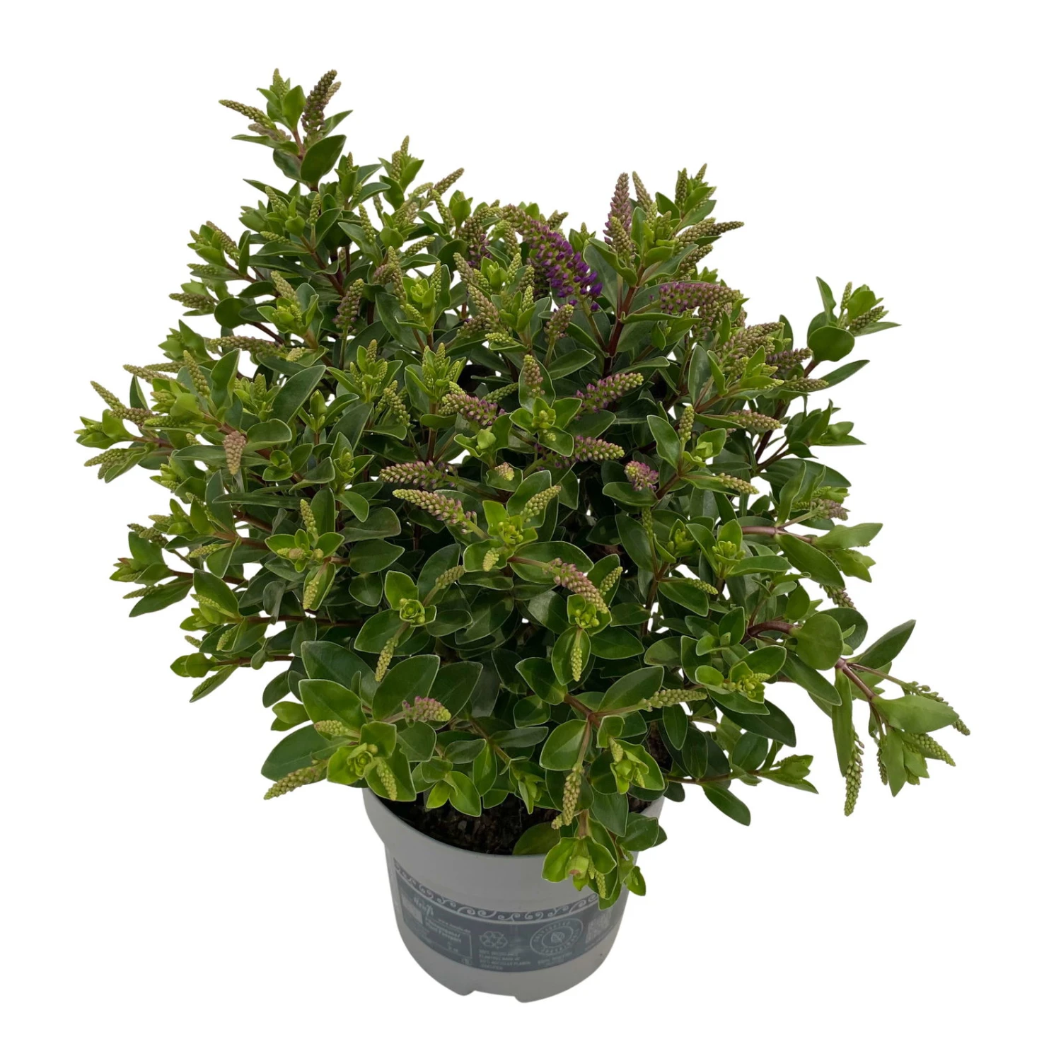 Hebe 'All Blooms®' Blau, Topf-Ø 12 Cm, 6er-Set - Image 15