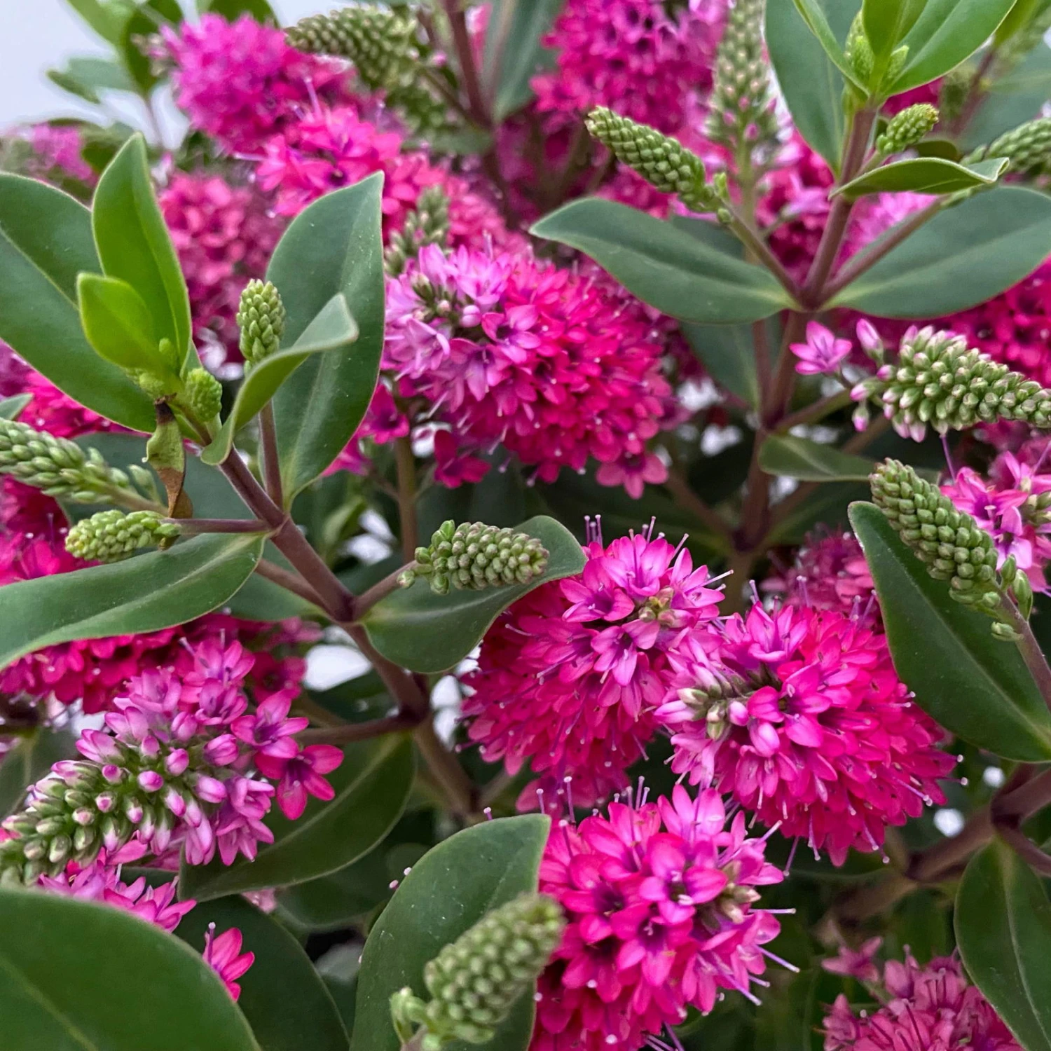 Hebe 'All Blooms®' Rot, Topf 17 Cm Ø - Image 9