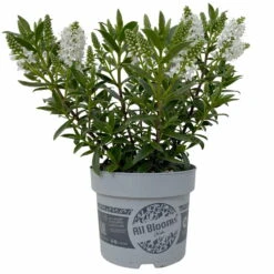 Hebe 'All Blooms®' Weiß, Topf-Ø 10,5 Cm, 6er-Set