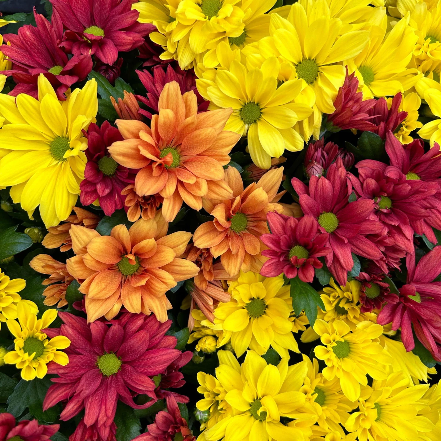 Chrysanthemen Trio 'Sunset' Orange-gelb-rot, Topf-Ă 12 Cm, 6er-Set - Image 2