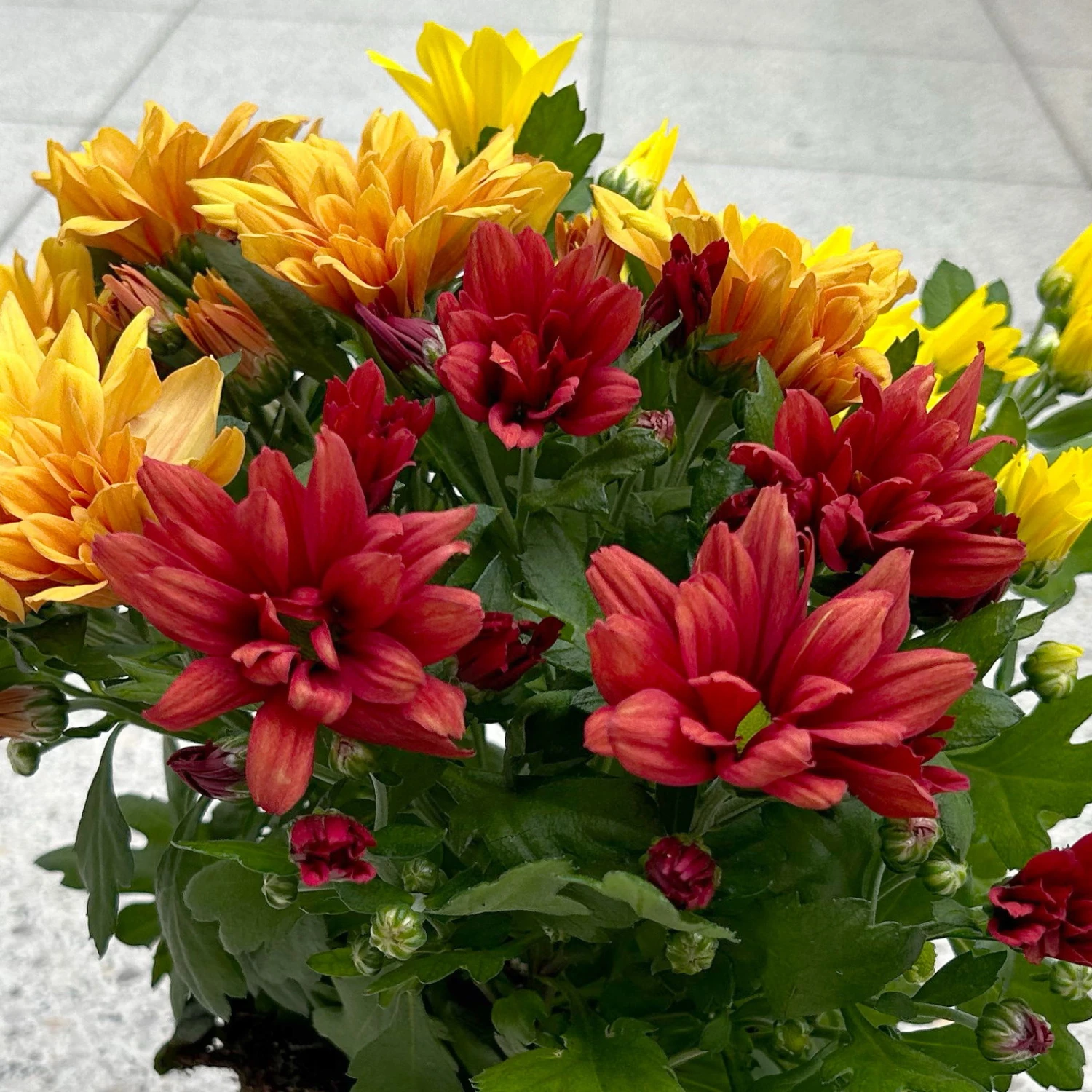 Chrysanthemen Trio 'Sunset' Orange-gelb-rot, Topf-Ă 12 Cm, 6er-Set - Image 7