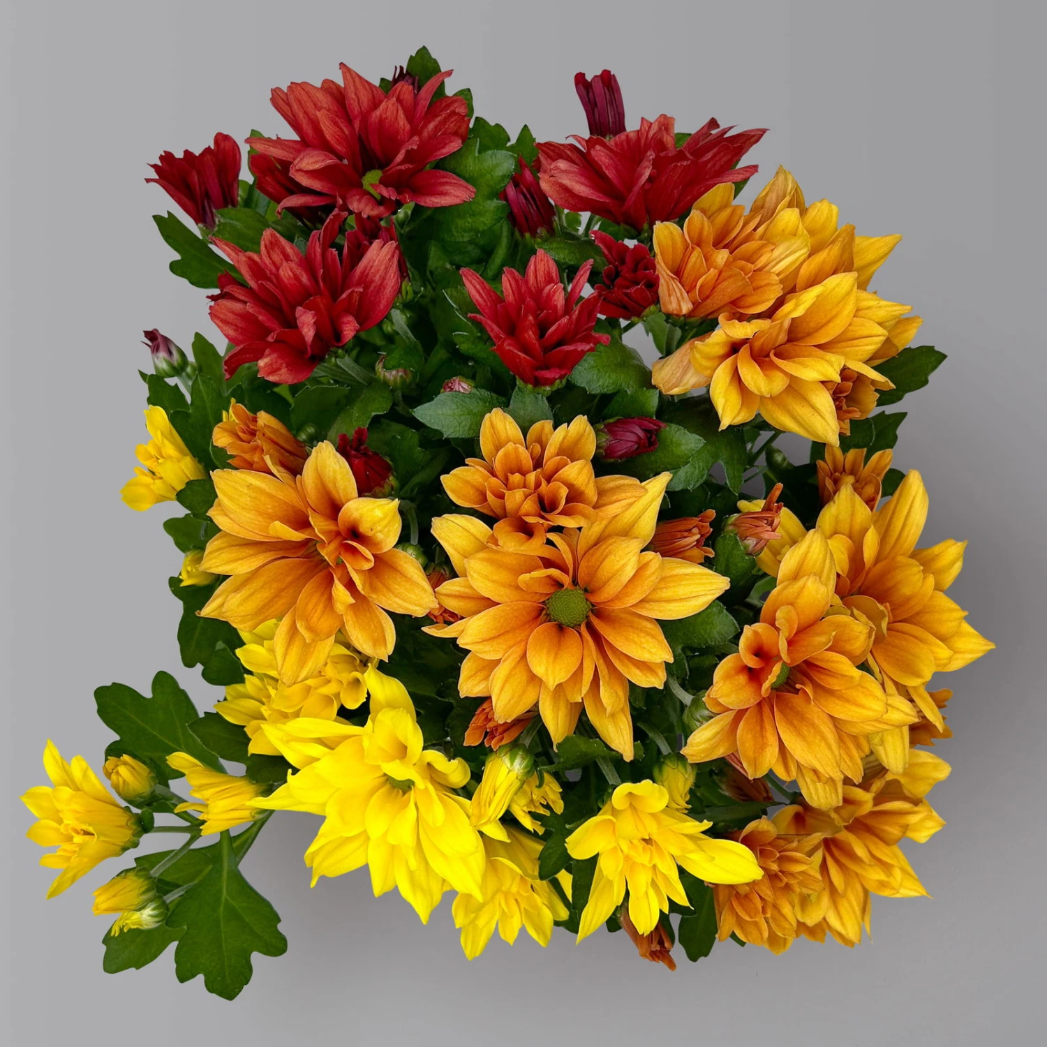 Chrysanthemen Trio 'Sunset' Orange-gelb-rot, Topf-Ă 12 Cm, 6er-Set - Image 5