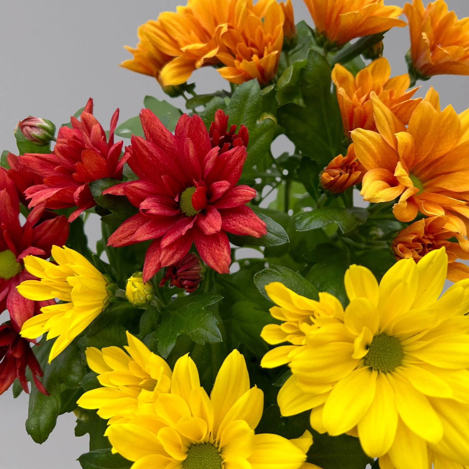 Chrysanthemen Trio 'Sunset' Orange-gelb-rot, Topf-Ă 12 Cm, 6er-Set - Image 6