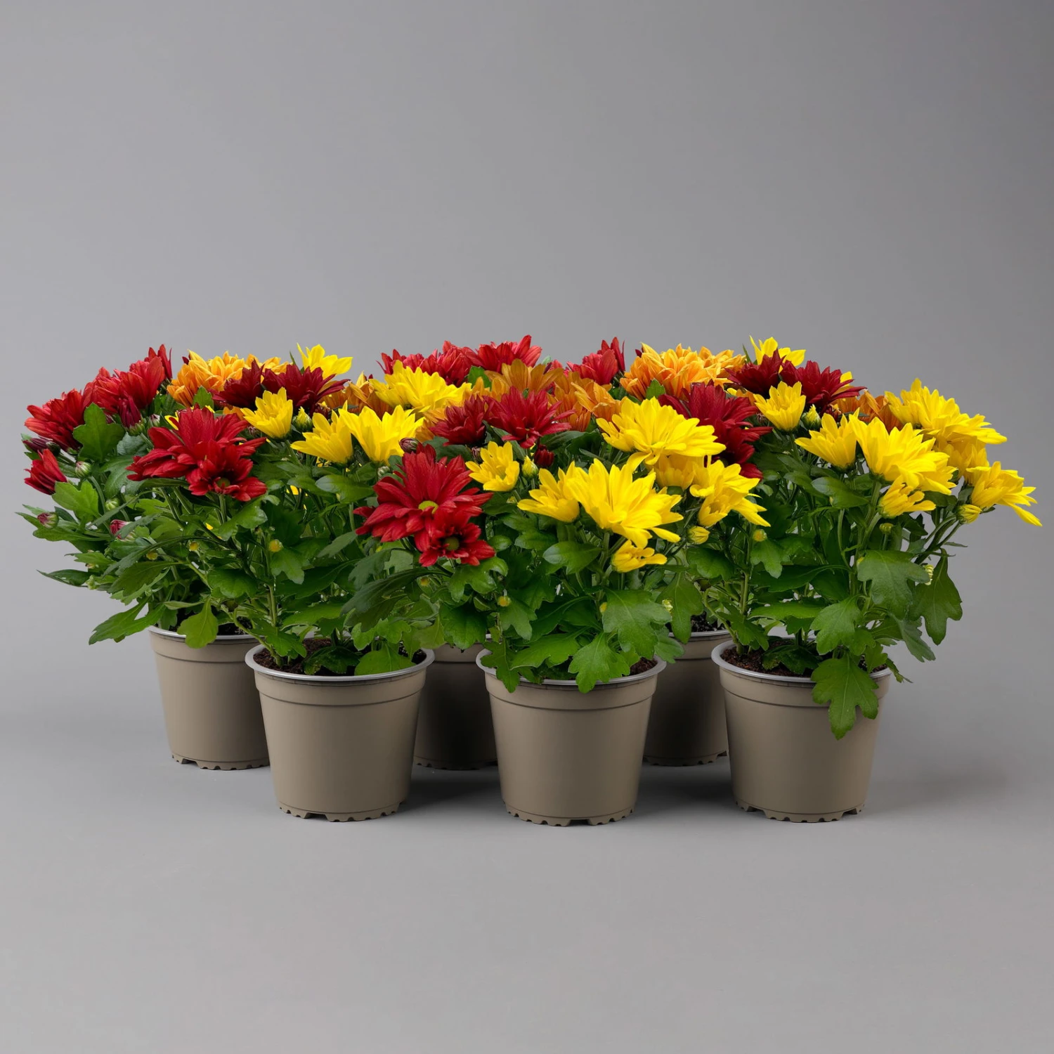 Chrysanthemen Trio 'Sunset' Orange-gelb-rot, Topf-Ă 12 Cm, 6er-Set