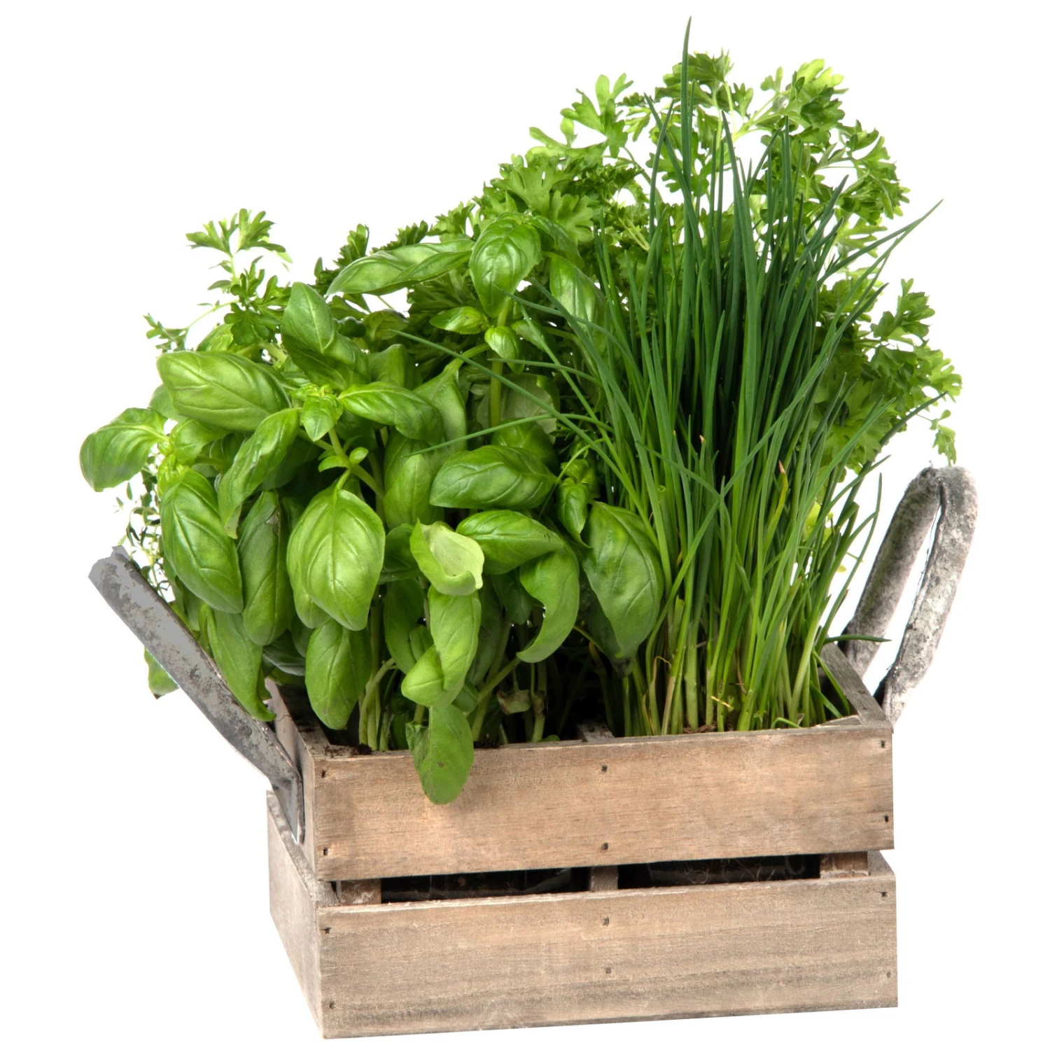 Küchenkräuterkiste Mit Saatgut & Anzuchterde - Image 2