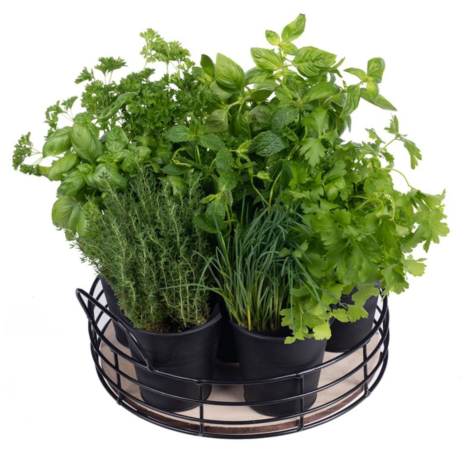 Home Collection Küchenkräuter-Tablett, 6 Eimer Mit Saatgut - Image 2