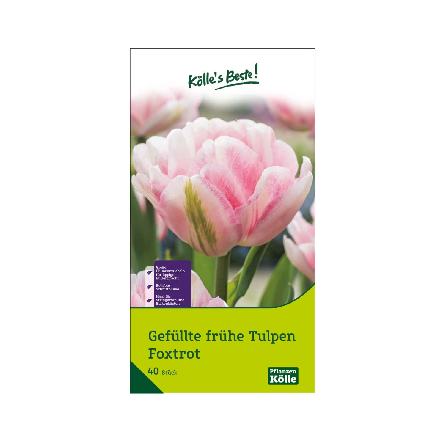 Tulpen 'Foxtrott', Rosa, 40 Blumenzwiebeln