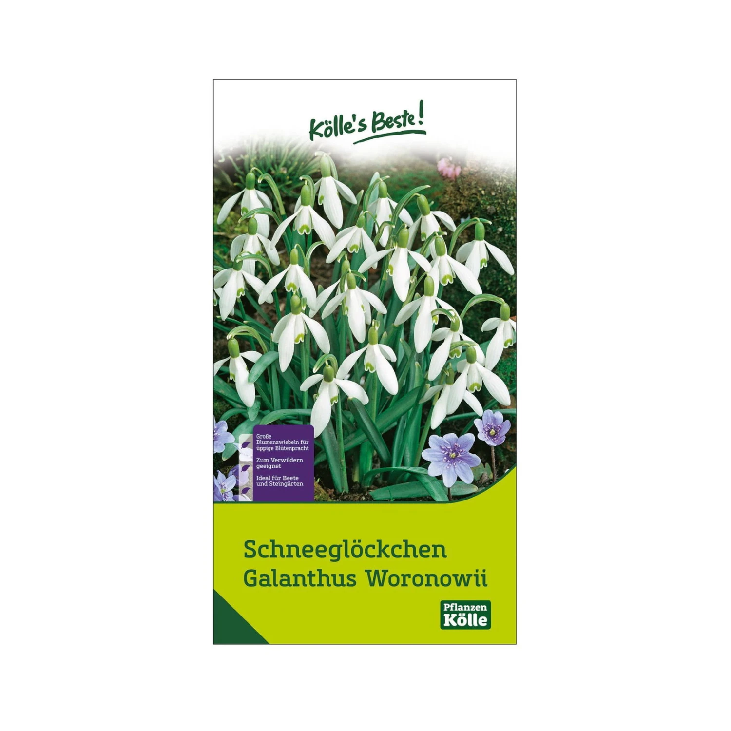 Schneeglöckchen, Galanthus Woronowii, 50 Blumenzwiebeln - Image 2