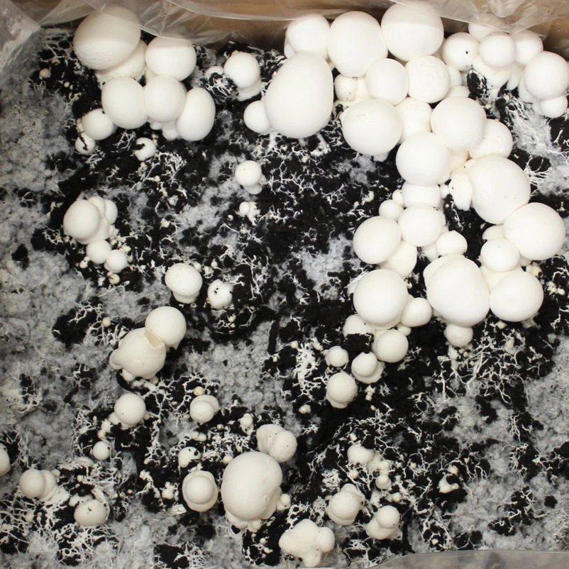 Bio Fertig-Pilzzuchtset Champignon - Image 3