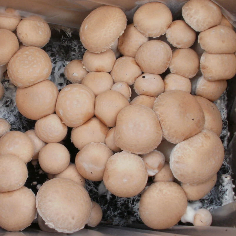 Bio Fertig-Pilzzuchtset Steinchampignon, Klein - Image 3