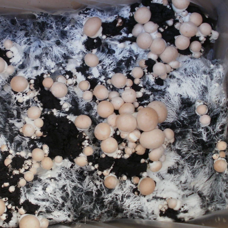 Bio Fertig-Pilzzuchtset Steinchampignon, Klein - Image 2