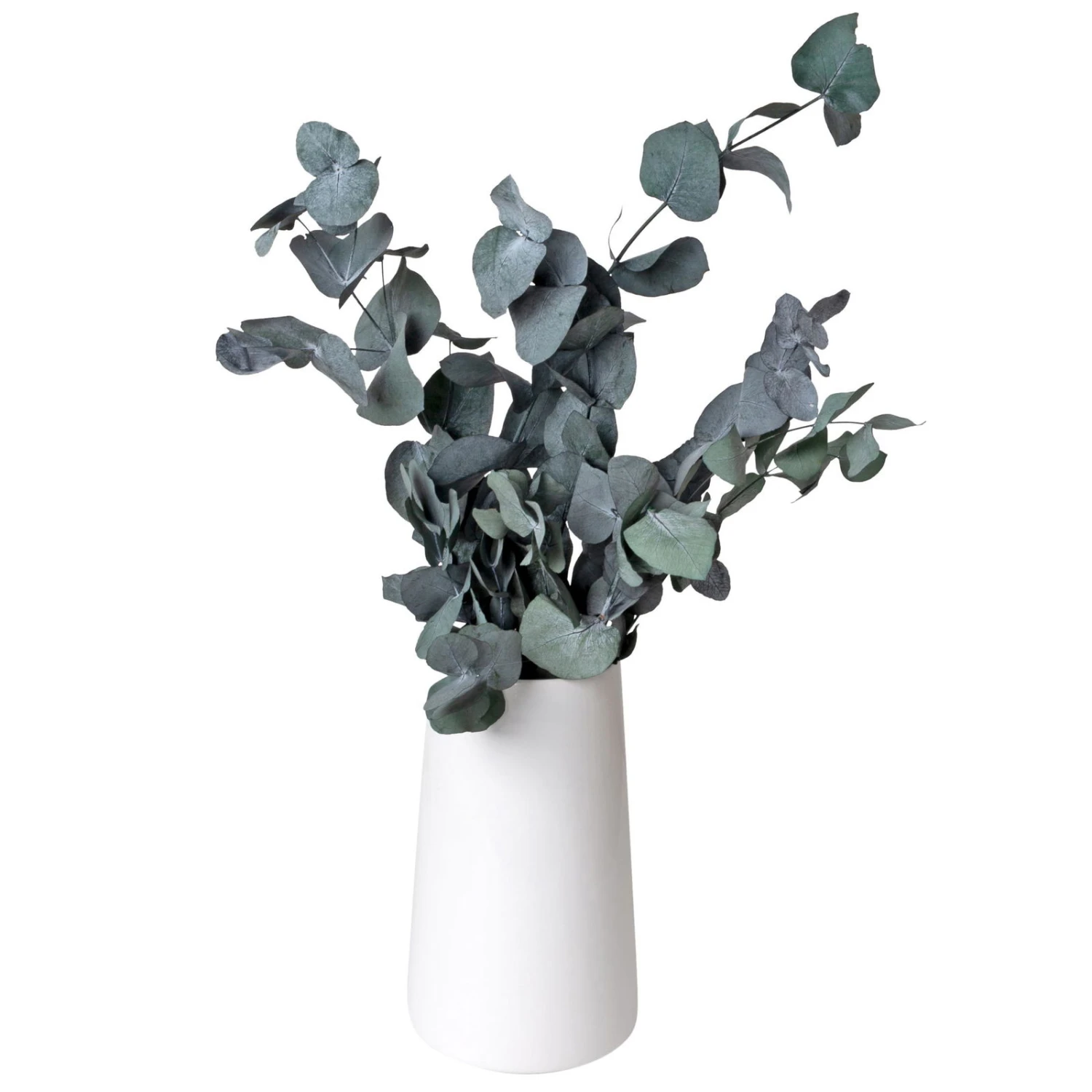 Eucalyptus Cinerea, Getrocknet, Ca. 50 Cm Lang - Image 3