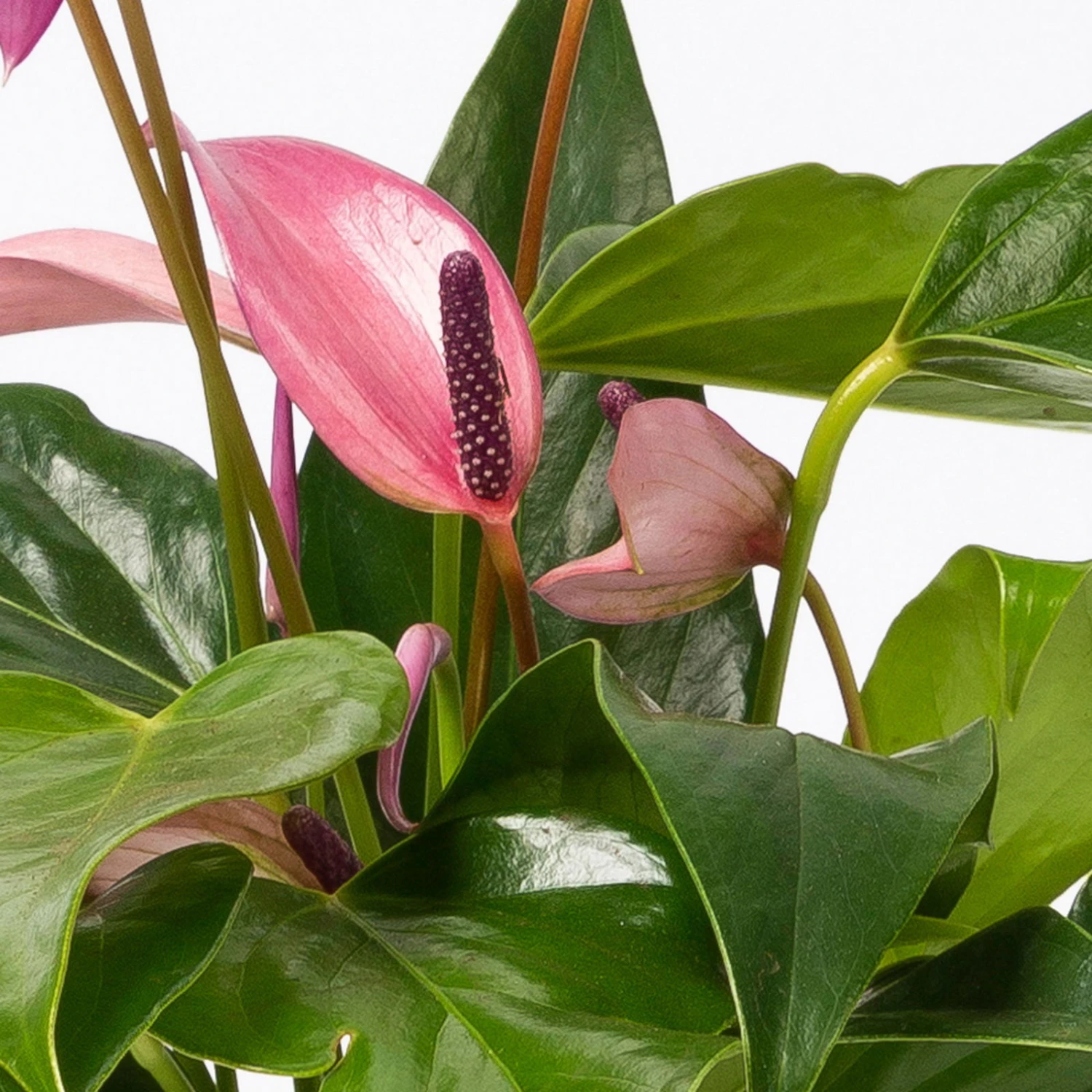 Anthurie 'Water Roots' Rosa, Sorte 'Zizou', In Glasvase 12cm Ø, Ohne Erde - Image 3