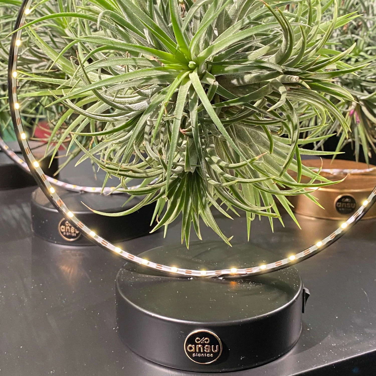 Tillandsie In Rundem Metallgestell, Schwarz, Mit LED-Beleuchtung, 17cm Ø - Image 2