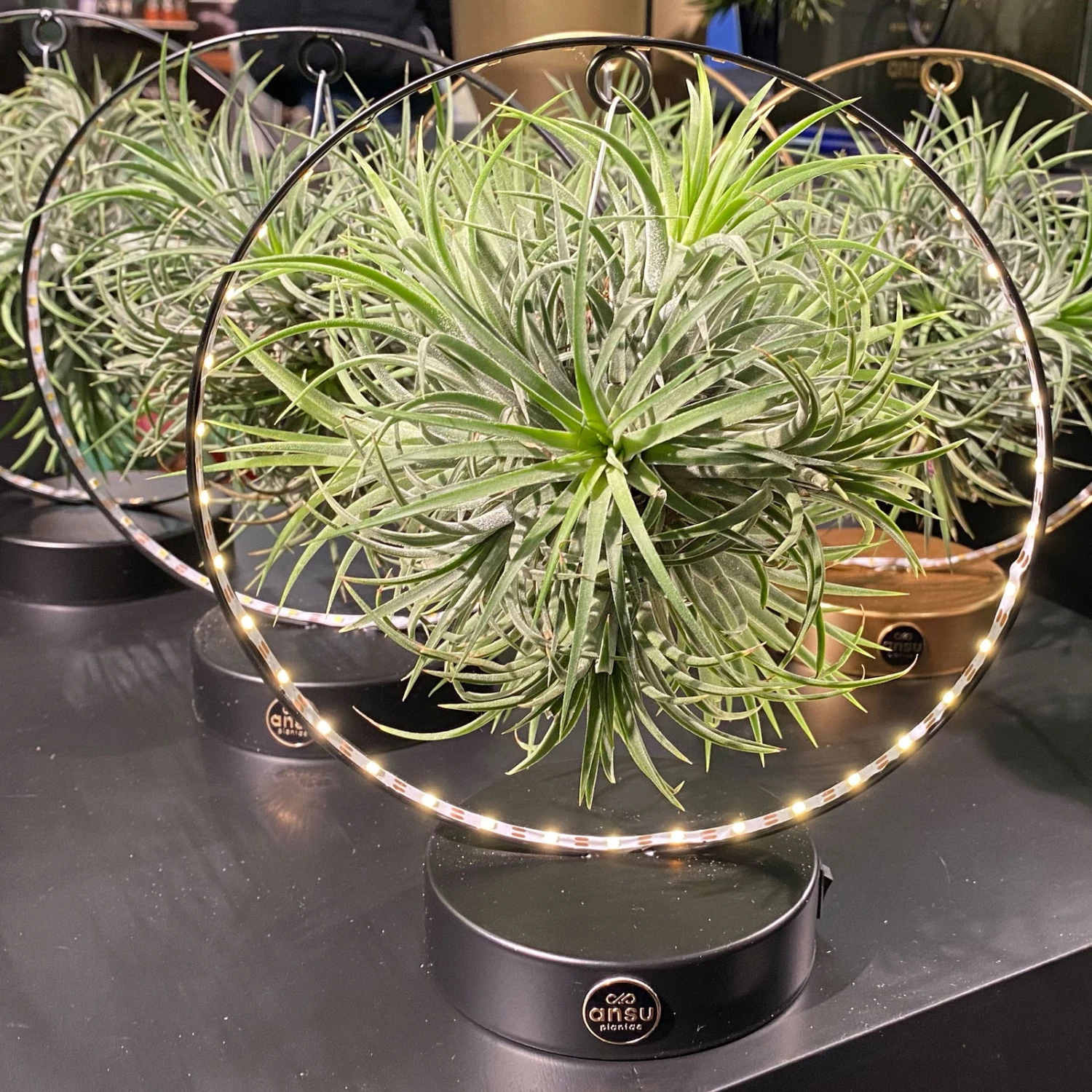 Tillandsie In Rundem Metallgestell, Schwarz, Mit LED-Beleuchtung, 17cm Ø