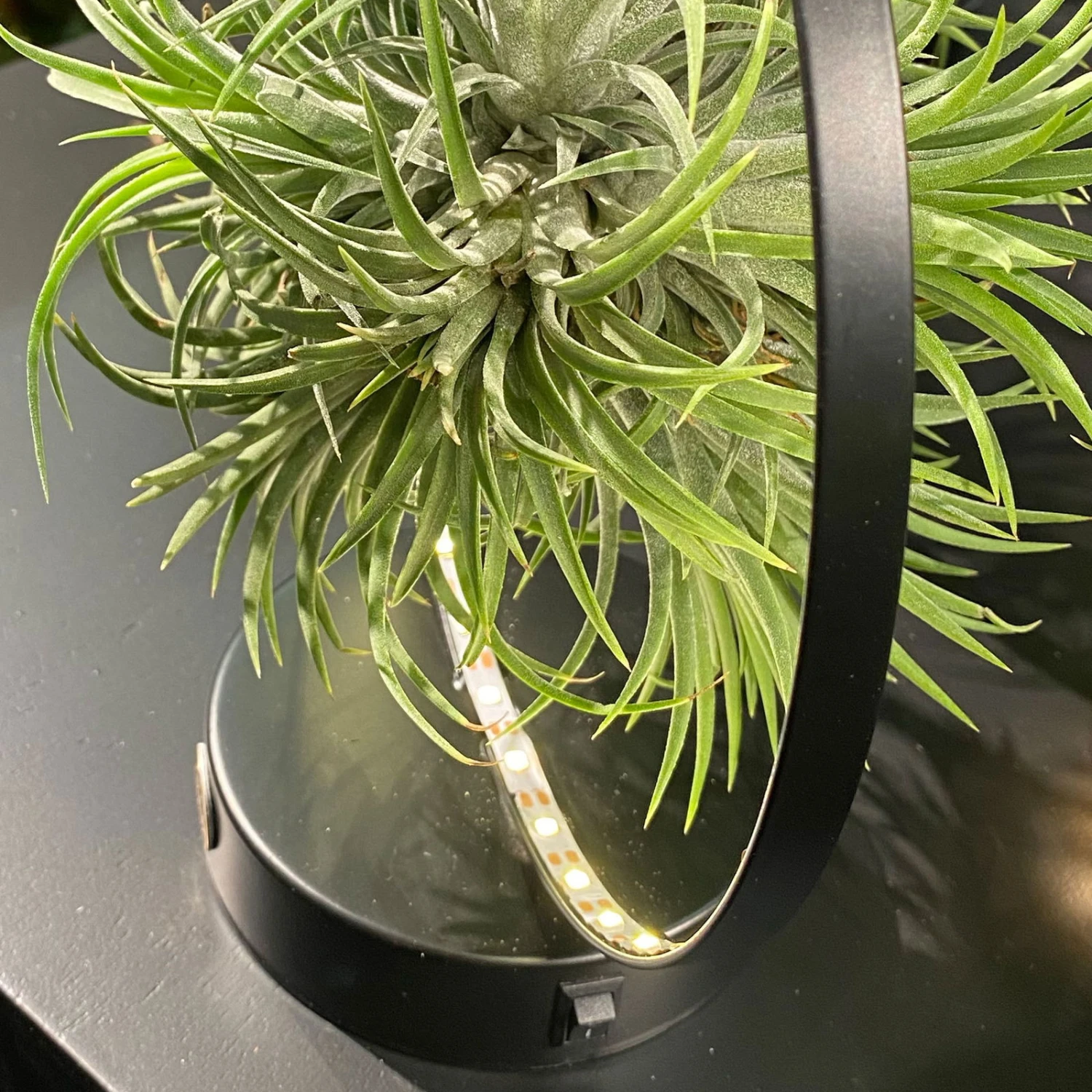 Tillandsie In Rundem Metallgestell, Schwarz, Mit LED-Beleuchtung, 17cm Ø - Image 3