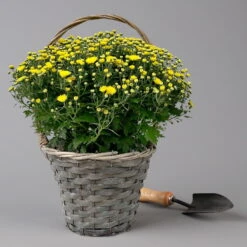 Chrysantheme Gelb Im Henkelkorb, Topf-Ø 19 Cm
