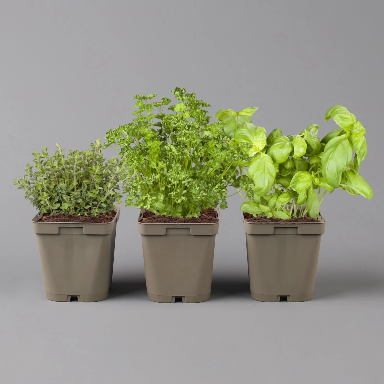 Küchenkräuter Basilikum, Oregano & Petersilie, Topf 11x11 Cm, Inkl. Greenbar® - Image 2