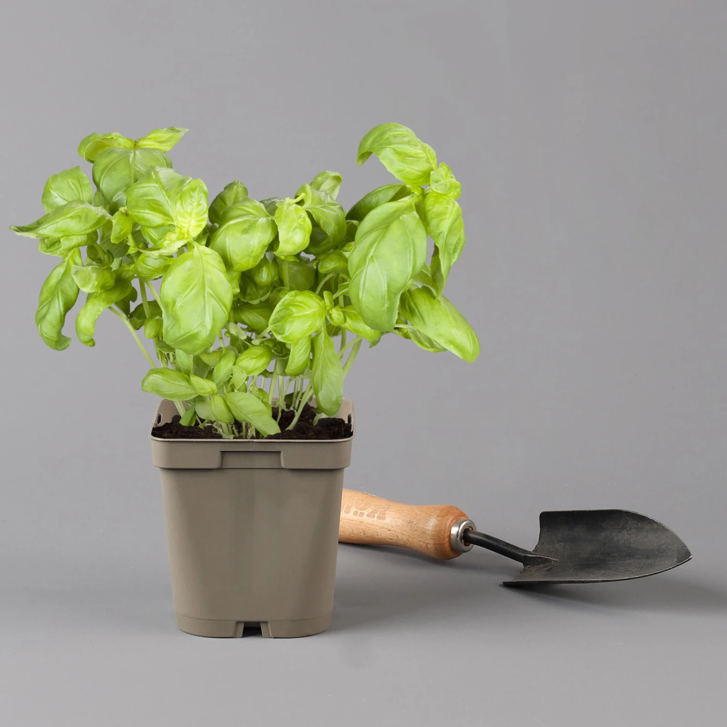 Küchenkräuter Basilikum, Oregano & Petersilie, Topf 11x11 Cm, Inkl. Greenbar® - Image 5