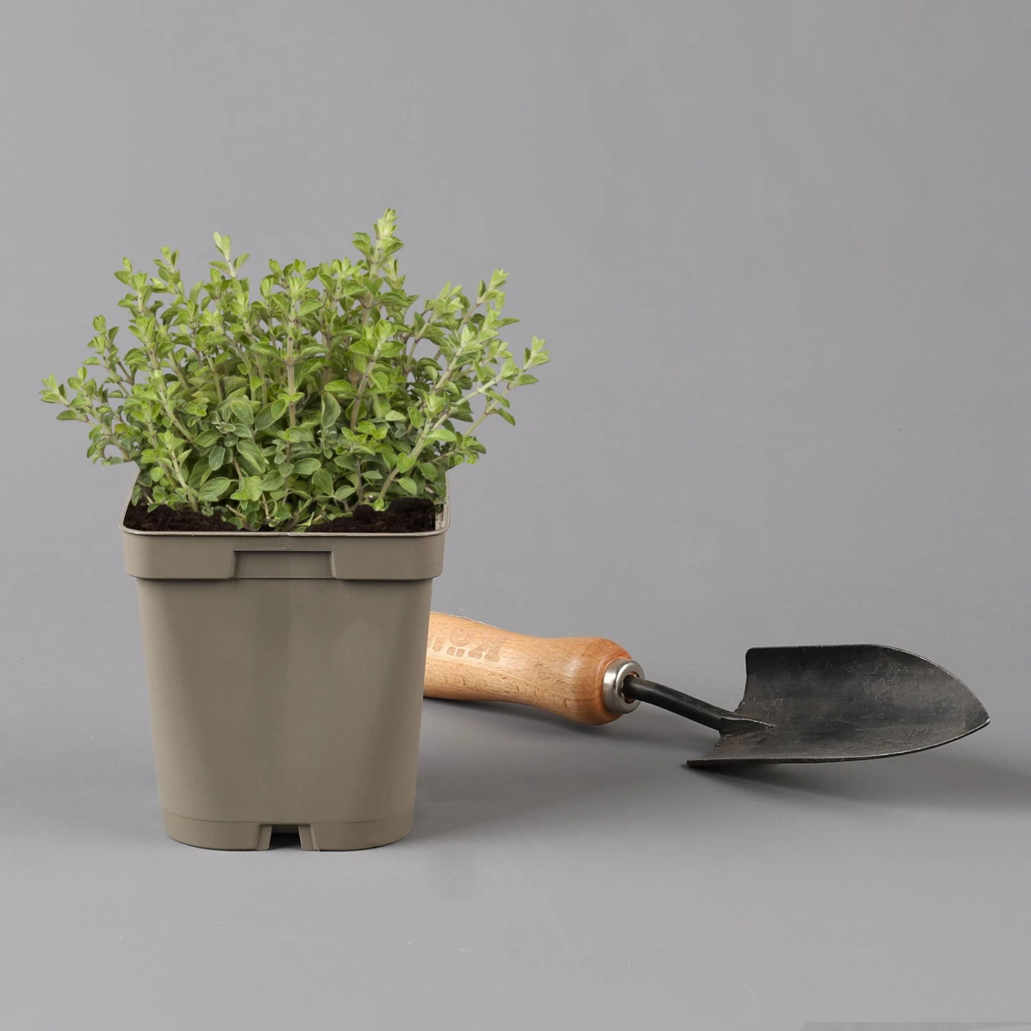 Küchenkräuter Basilikum, Oregano & Petersilie, Topf 11x11 Cm, Inkl. Greenbar® - Image 4