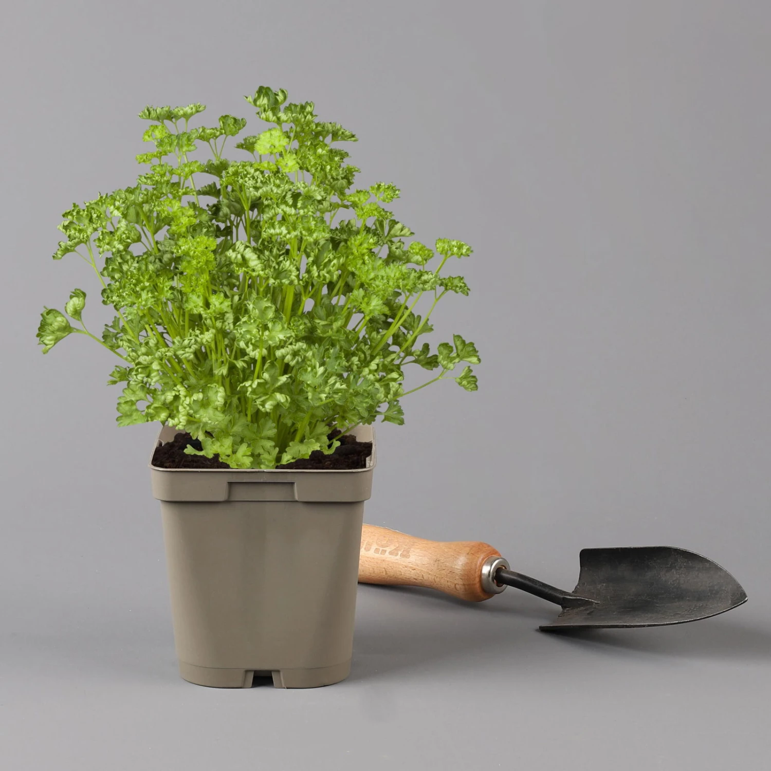 Küchenkräuter Basilikum, Oregano & Petersilie, Topf 11x11 Cm, Inkl. Greenbar® - Image 3