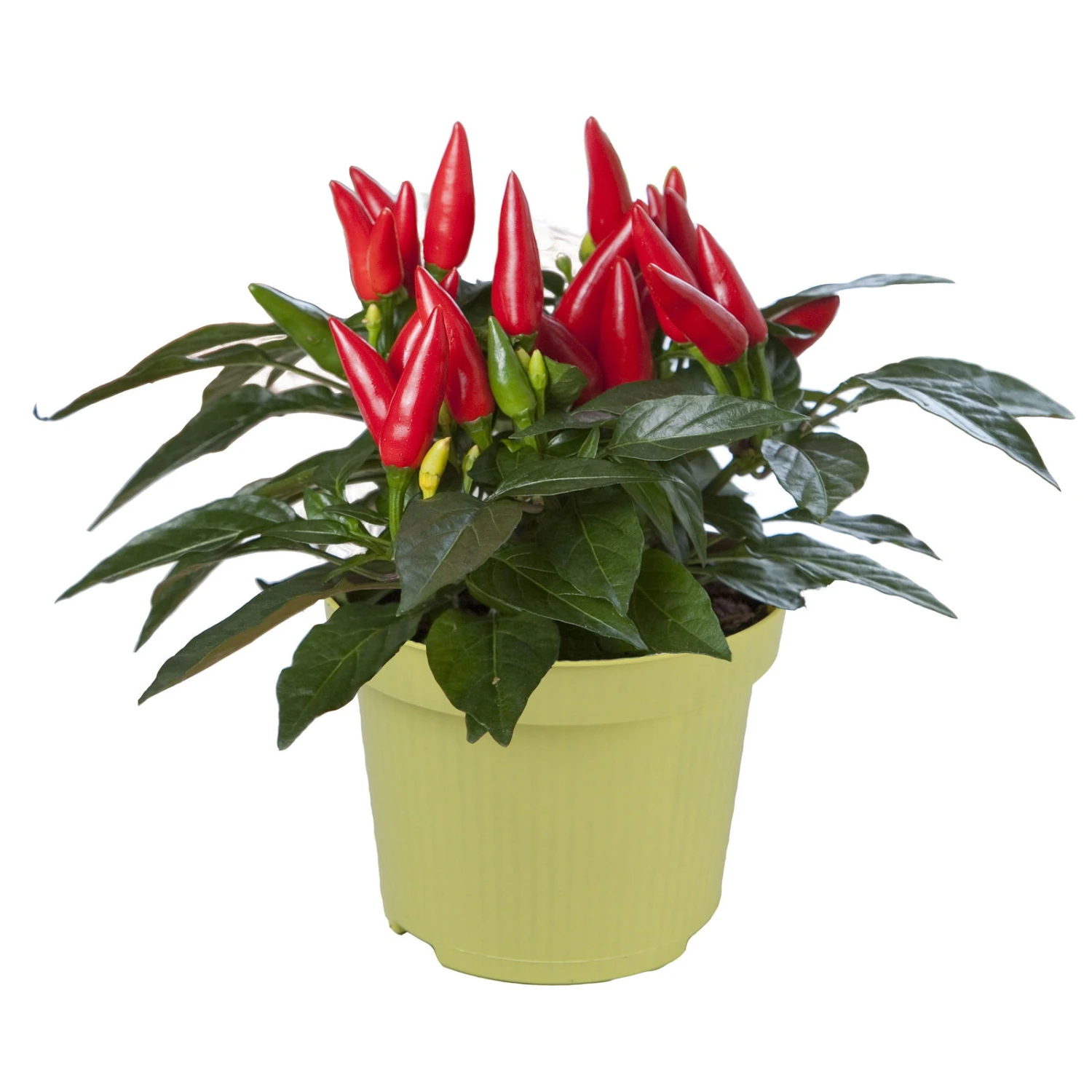 Bio Chili 'Feuerküsschen', Scharf, Topf-Ø 12 Cm, 3er-Set - Image 2