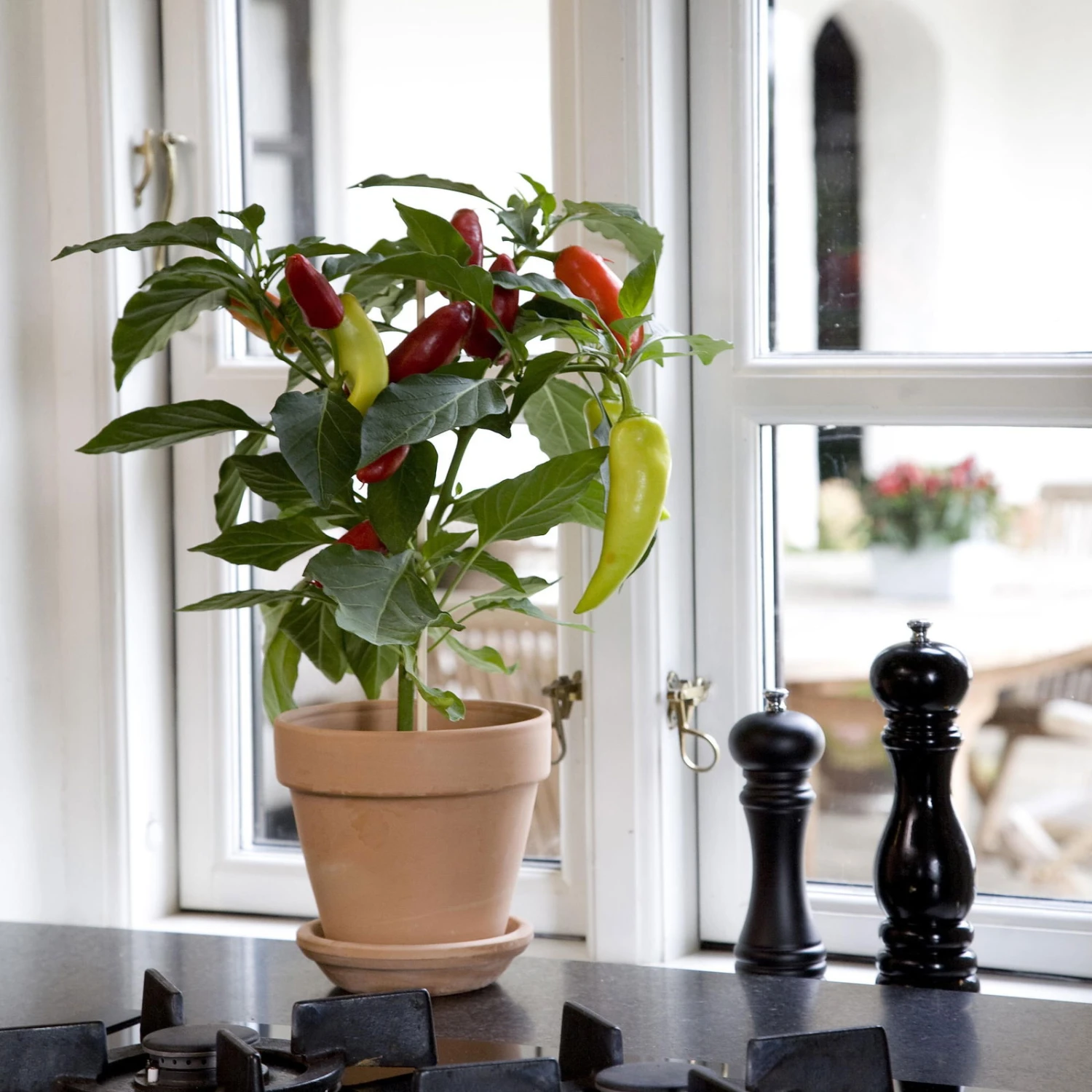 Blu Bio Snack-Chili, Mittelscharf, Topf-Ø 12 Cm, 3er-Set - Image 2