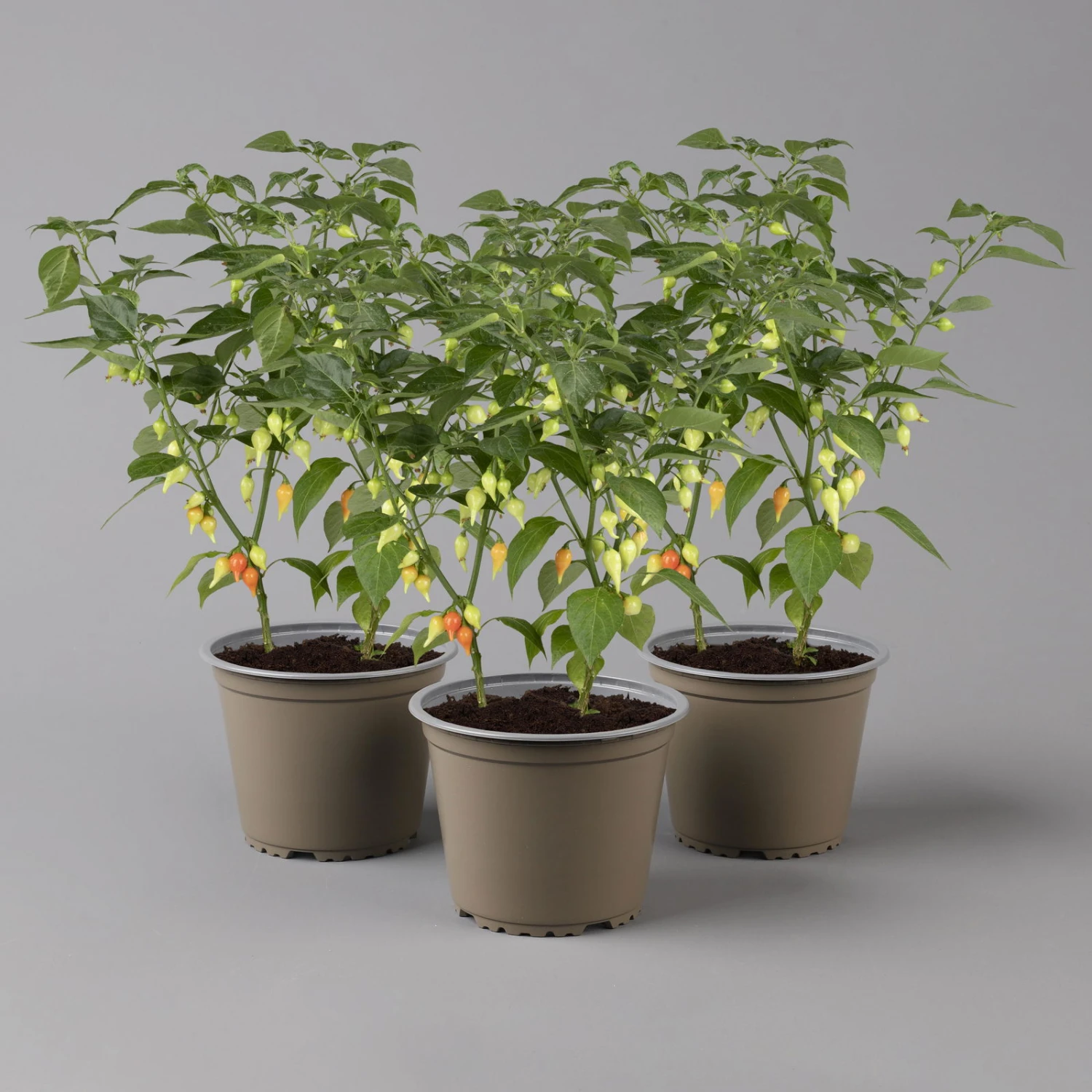Blu Bio Chilipflanze Tropfen-Chili, Topf-Ø 15 Cm, 3er Set