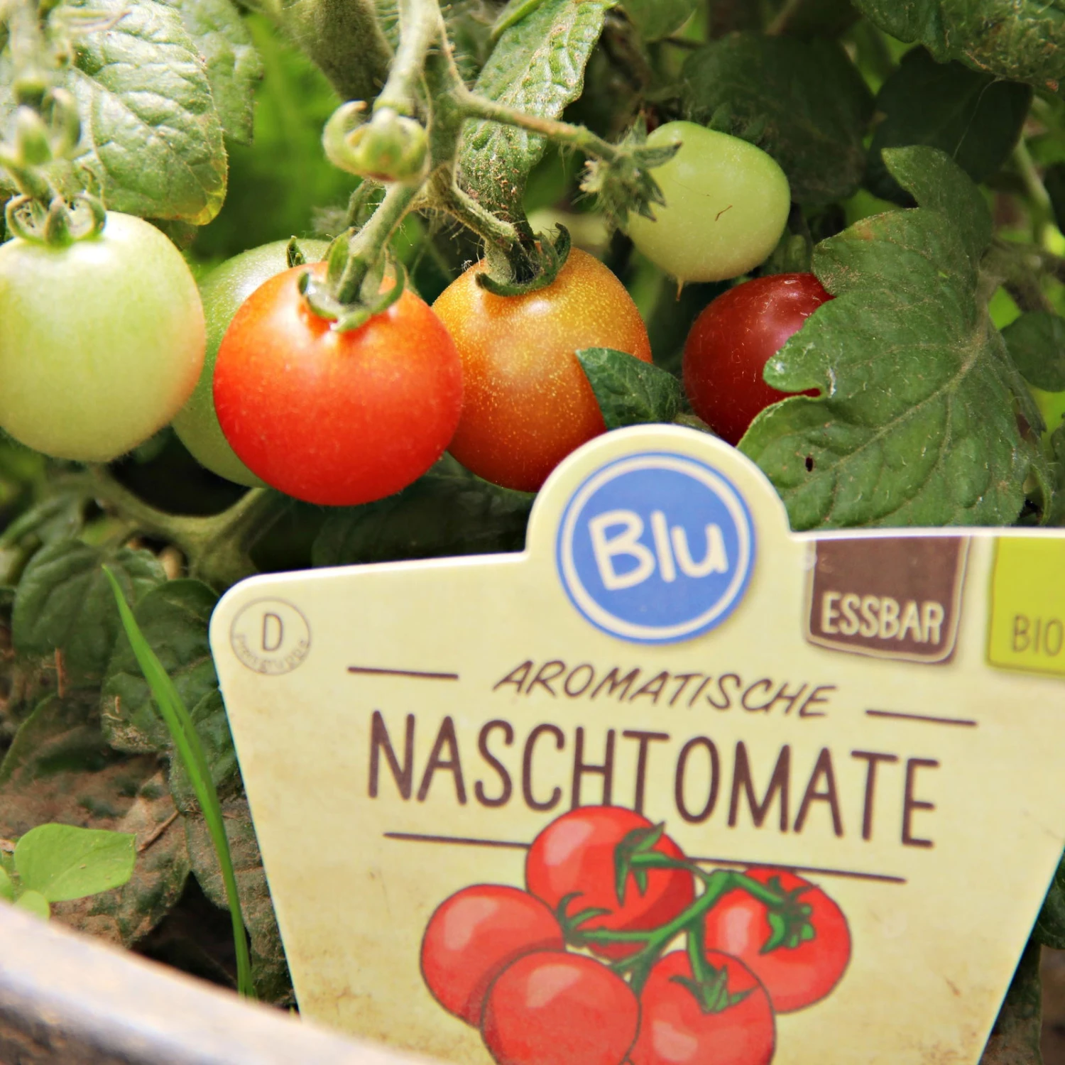 Blu Bio Cocktailtomate 'Naschtomate F1', Topf-Ø 12 Cm, 3er Set - Image 3