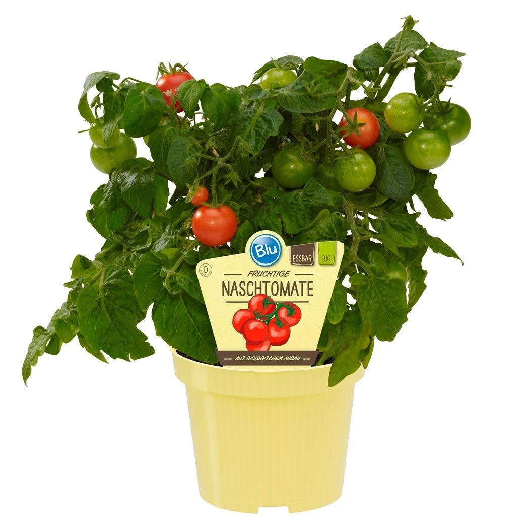 Blu Bio Cocktailtomate 'Naschtomate F1', Topf-Ø 12 Cm, 3er Set - Image 2