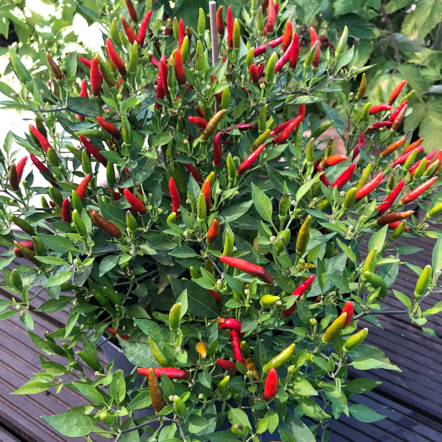 Blu Bio Chili 'Thai Chili F1', Topf-Ø 15 Cm, 3er Set - Image 7