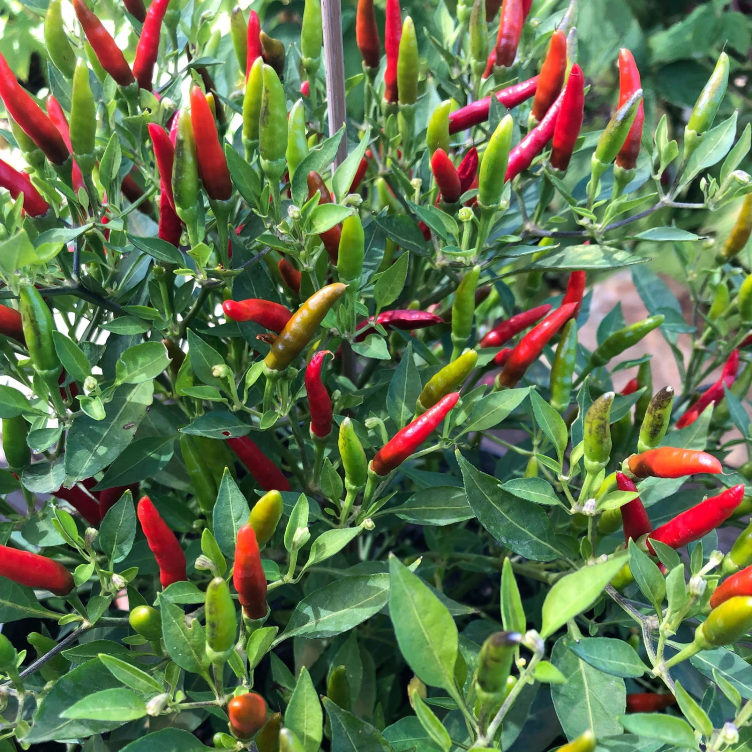 Blu Bio Chili 'Thai Chili F1', Topf-Ø 15 Cm, 3er Set - Image 5