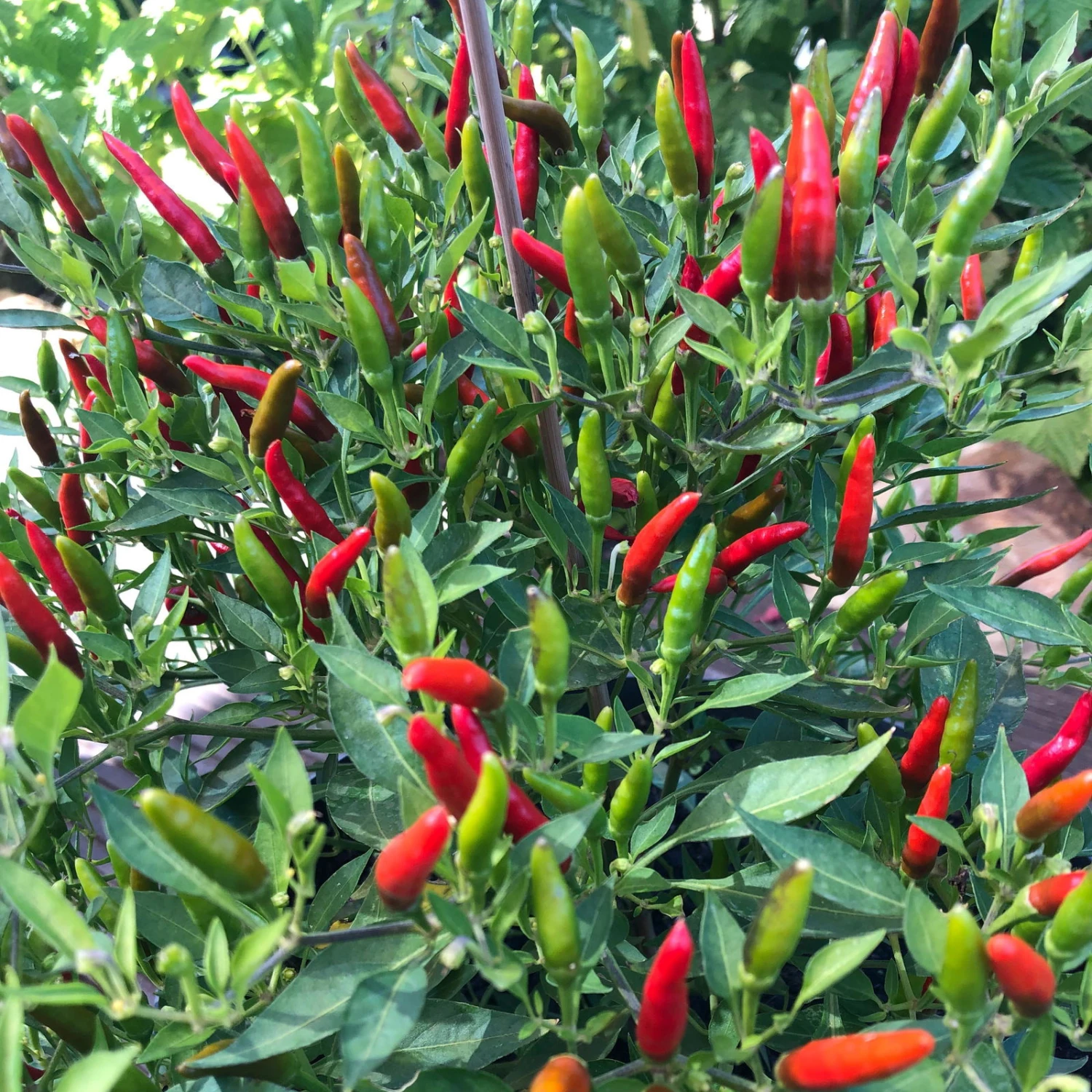 Blu Bio Chili 'Thai Chili F1', Topf-Ø 15 Cm, 3er Set - Image 4